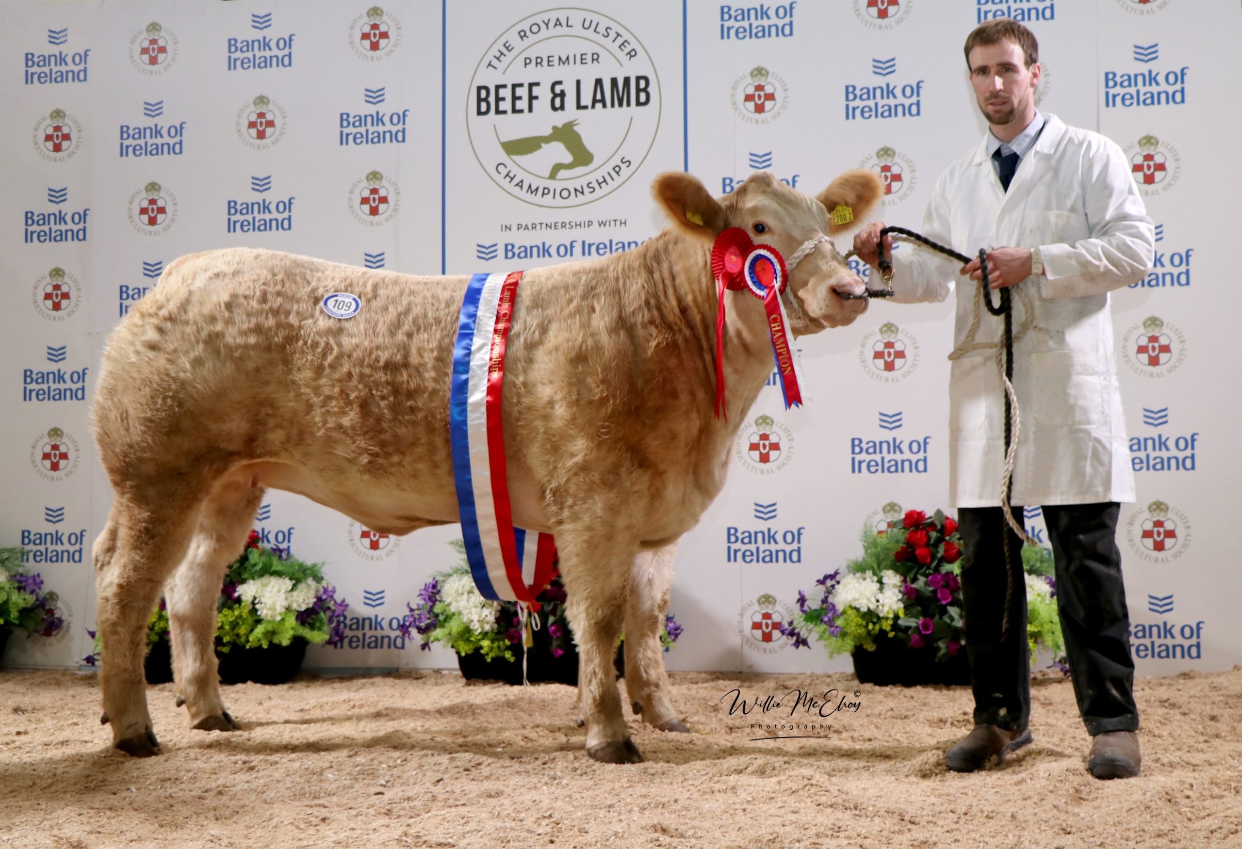 Beef Shorthorn Champion at the RUAS Beef and Lamb Championships