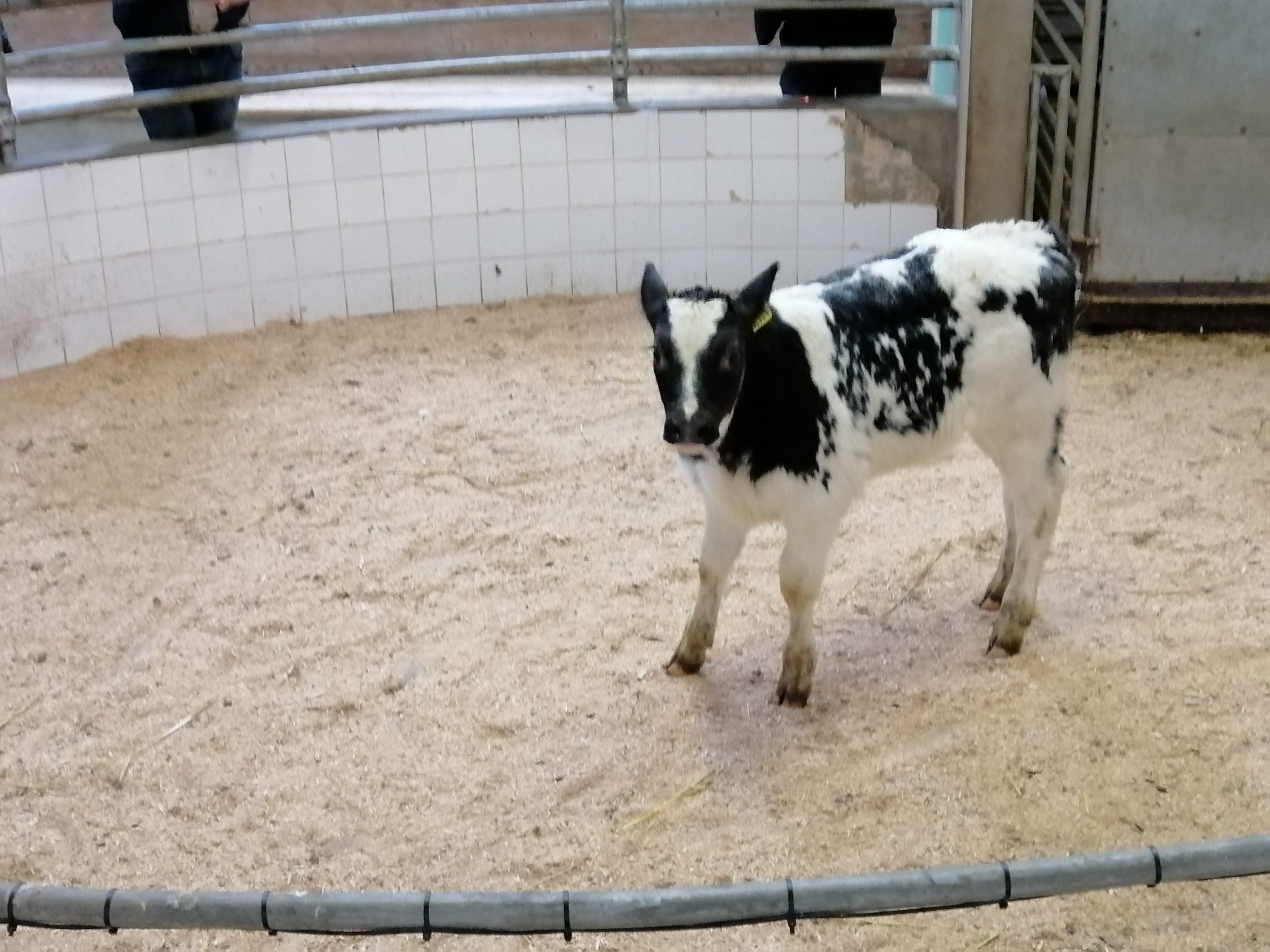The three week old BBX heifer sold for €405