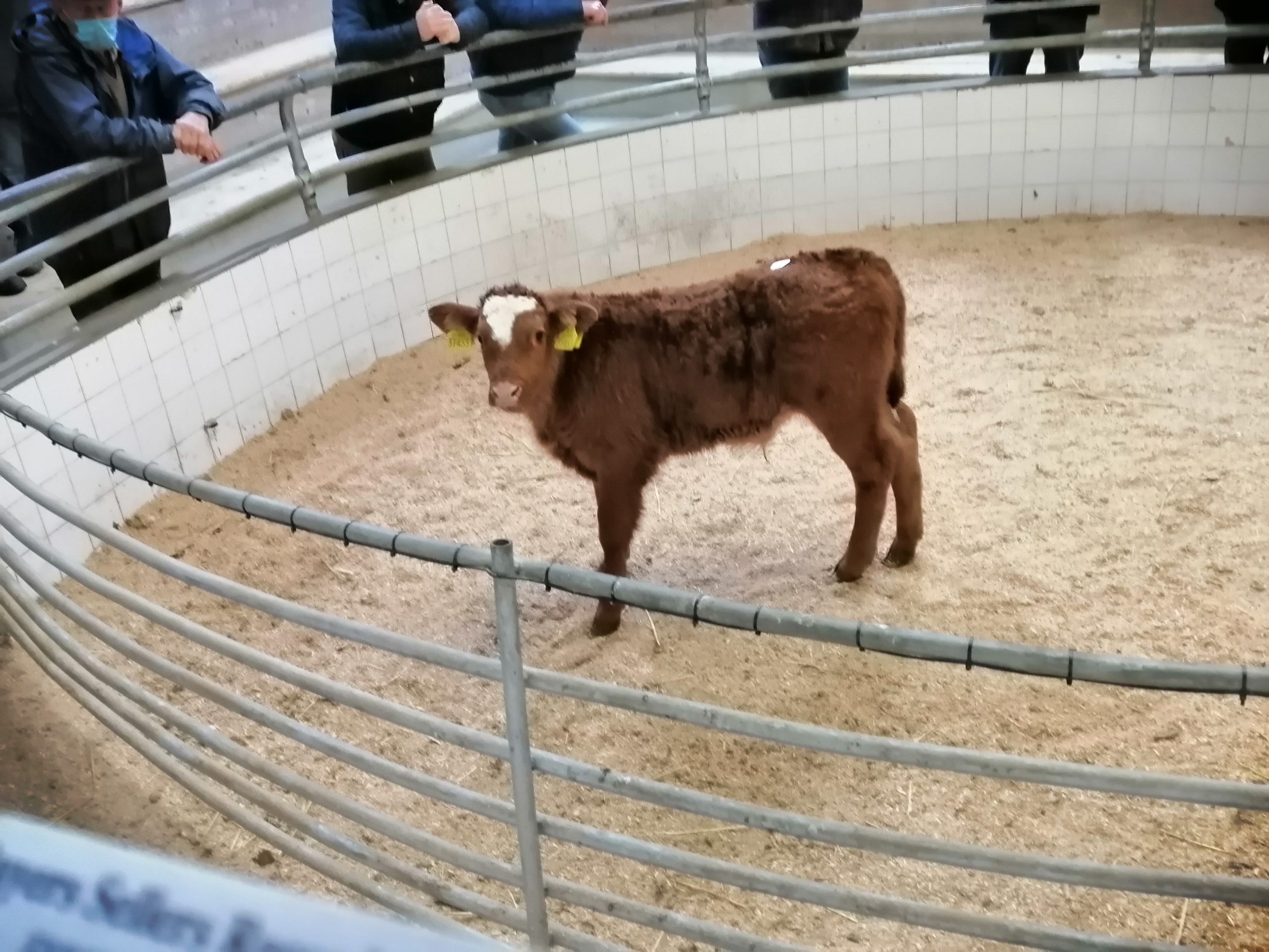 This three week old LMX bull made €400