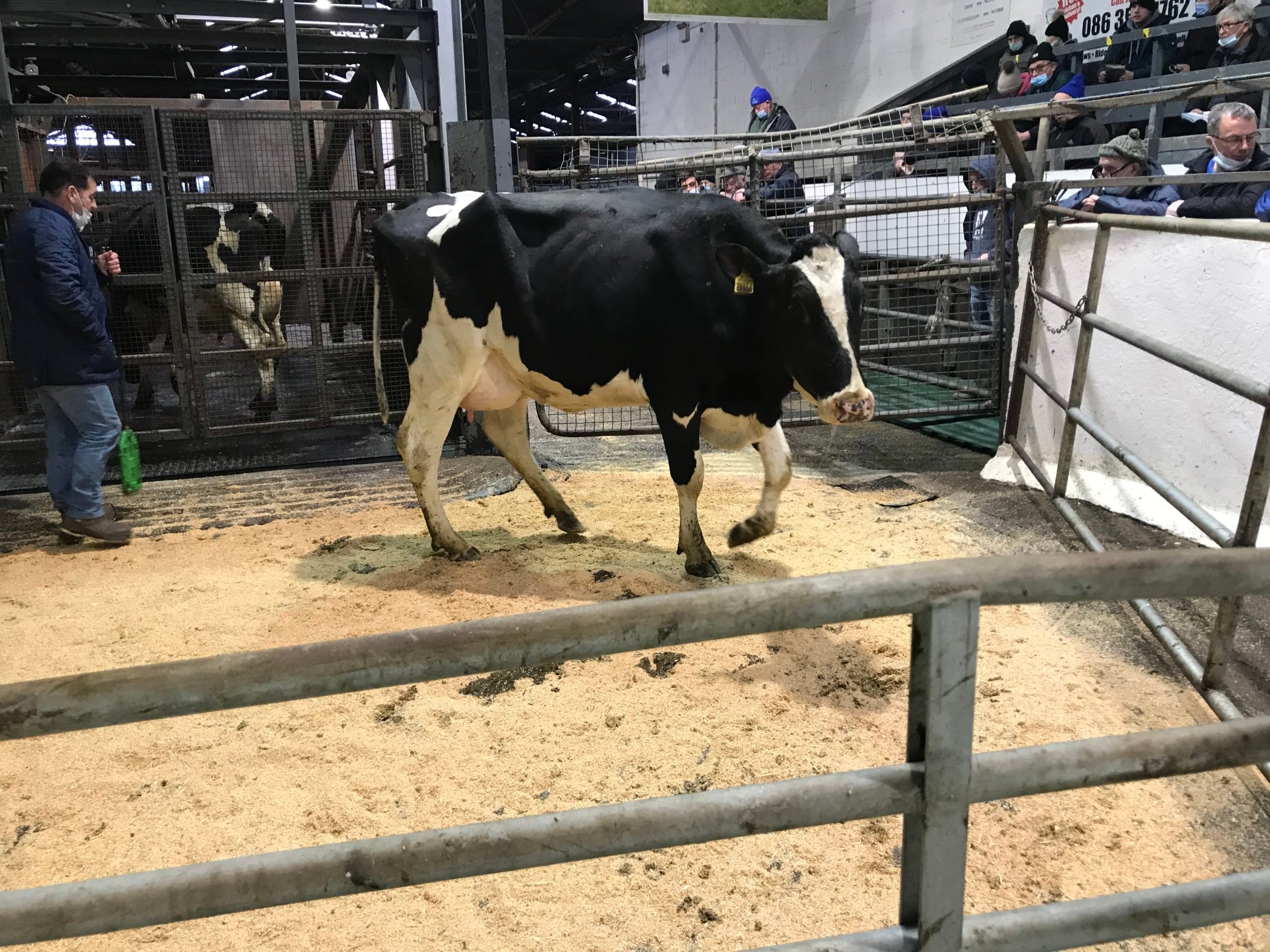 Cornboro Perseus Mita sold for 2,700gns