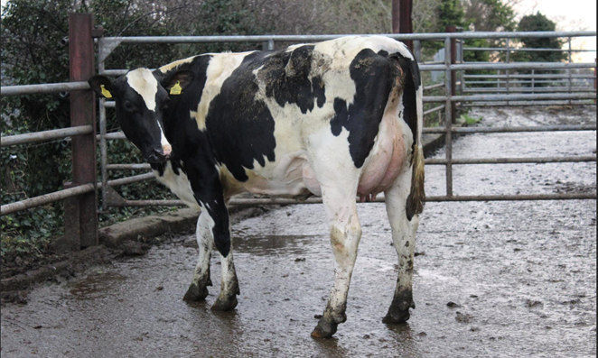 Image source: Taaffe auctions Lot 37: Ards Crimson Brina sold for 2,900 gns
