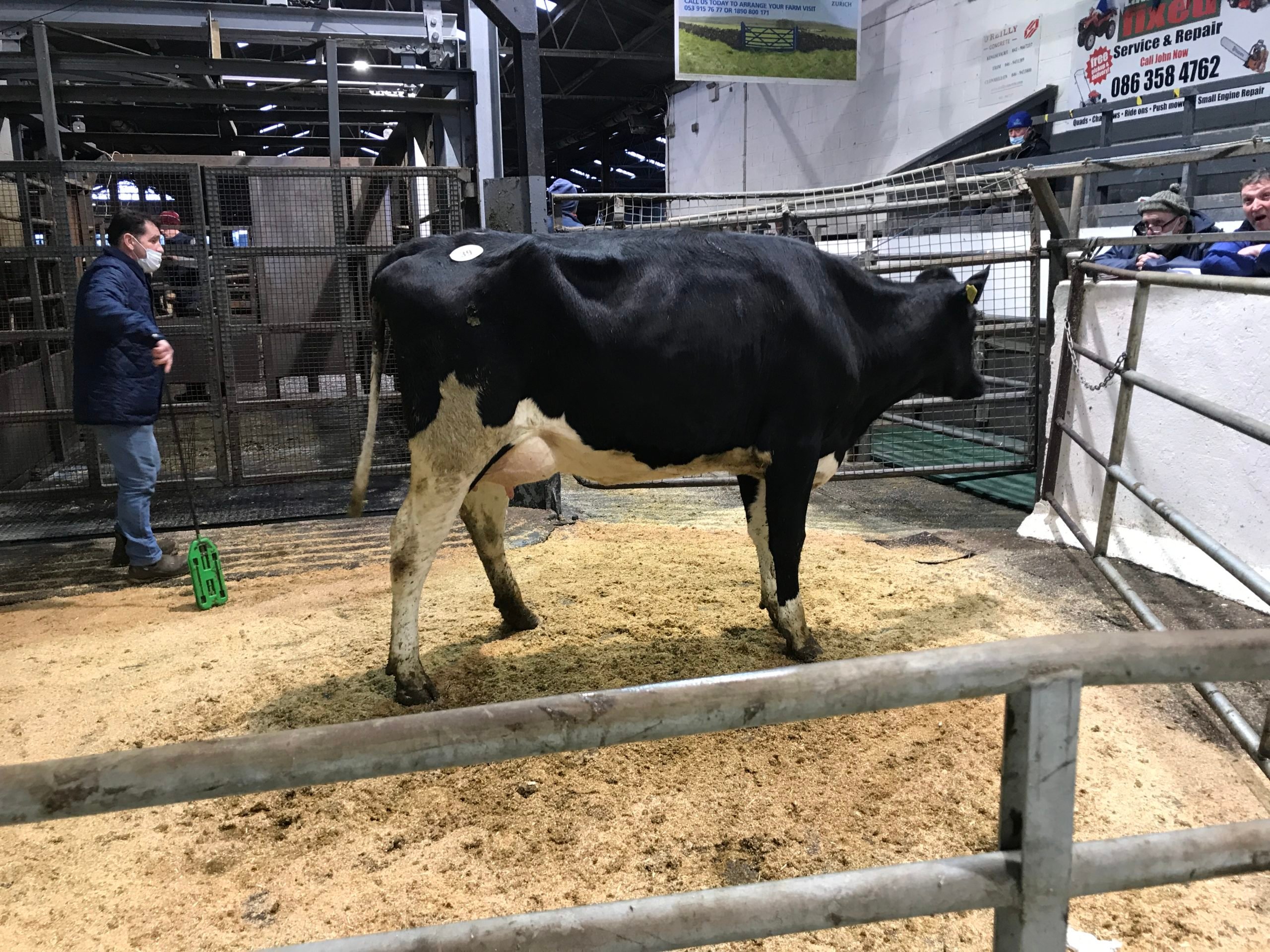 Monamore W.P Daisy sold for 3,000gns