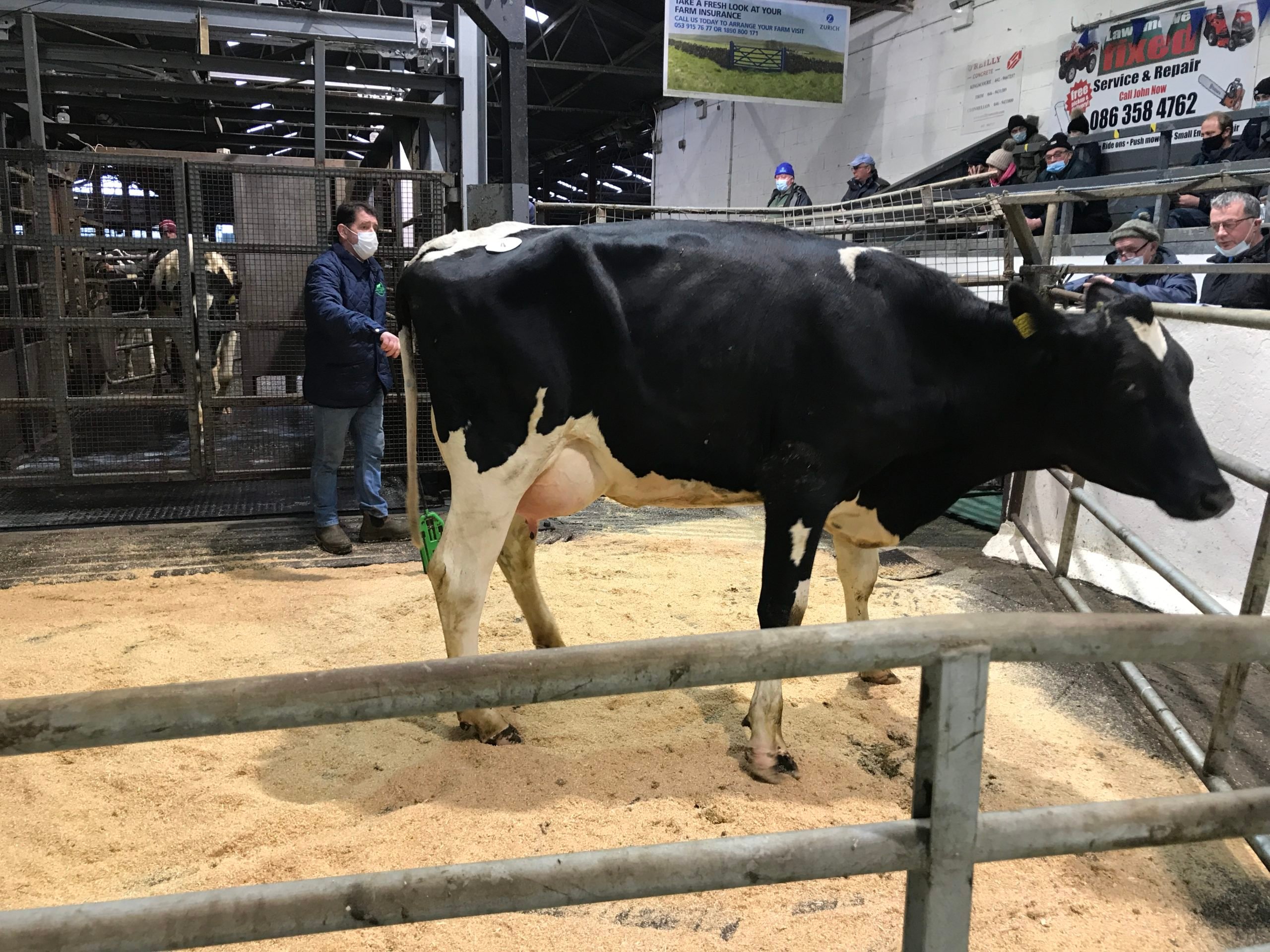 Ballivor Mayday June sold for 2,600gns