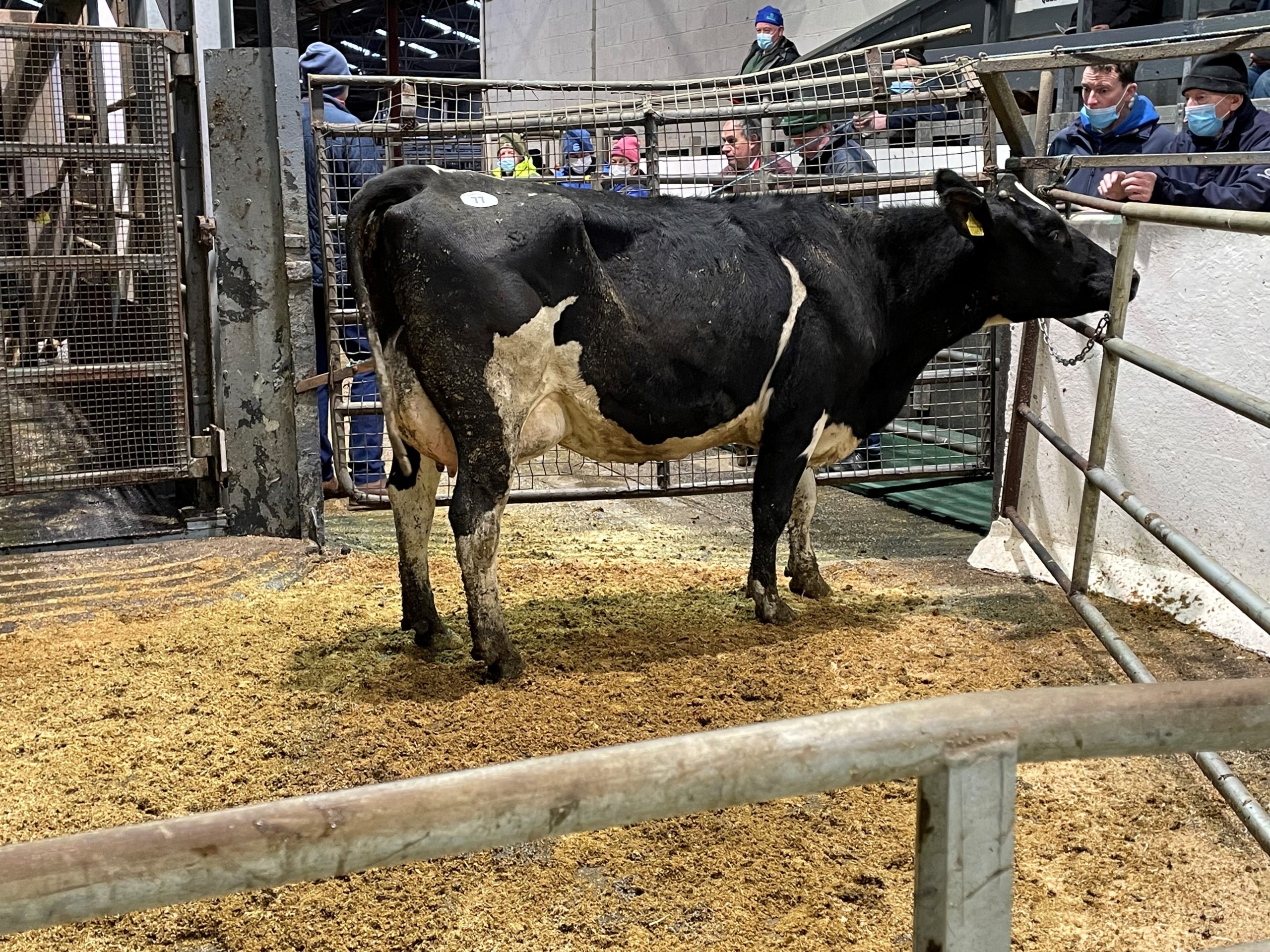 Ballydoogan Ronaldo Breda sold for 3,200gns