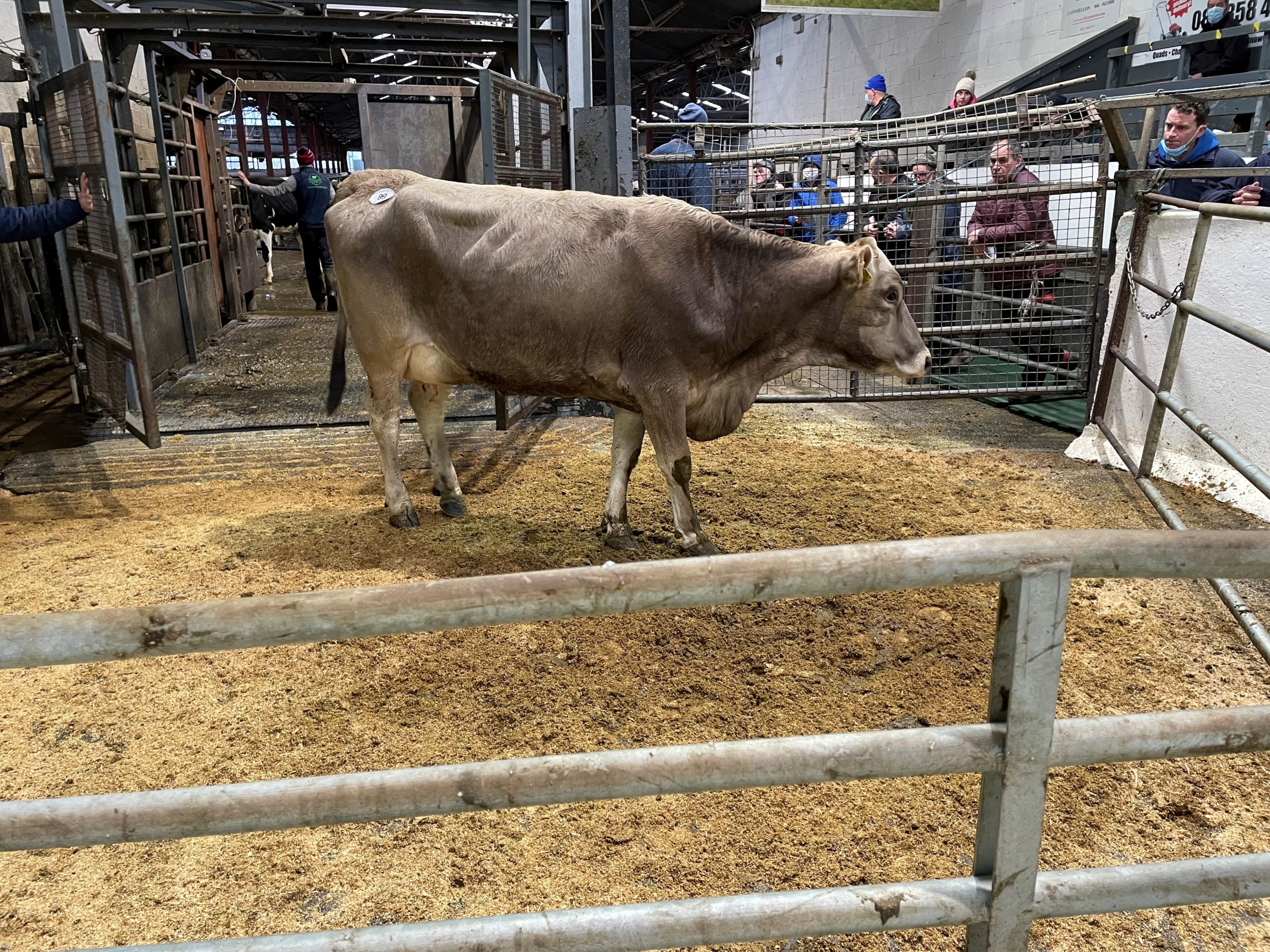 Coolacork Ann Arrow sold for 2,000gns