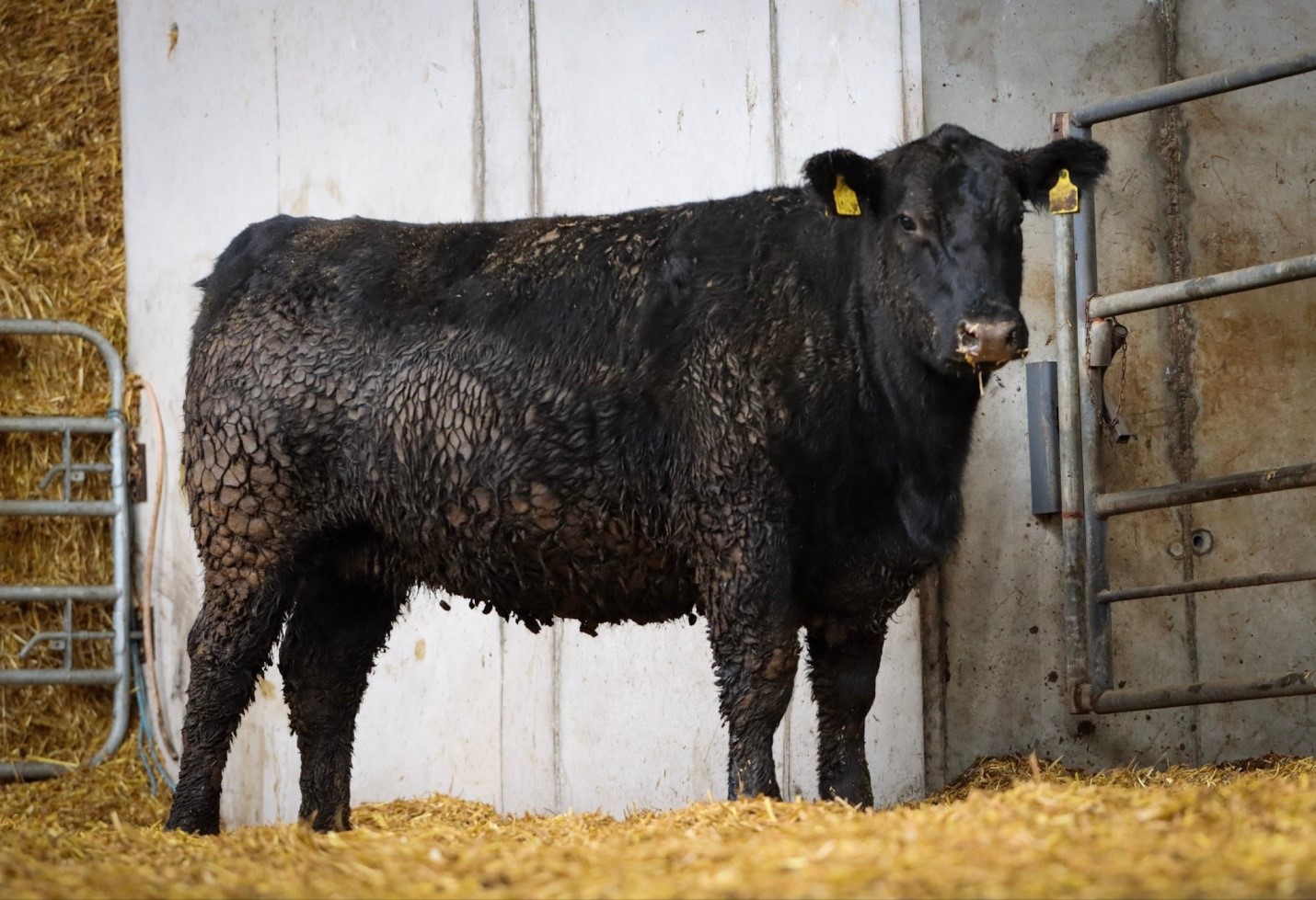 Lot 11