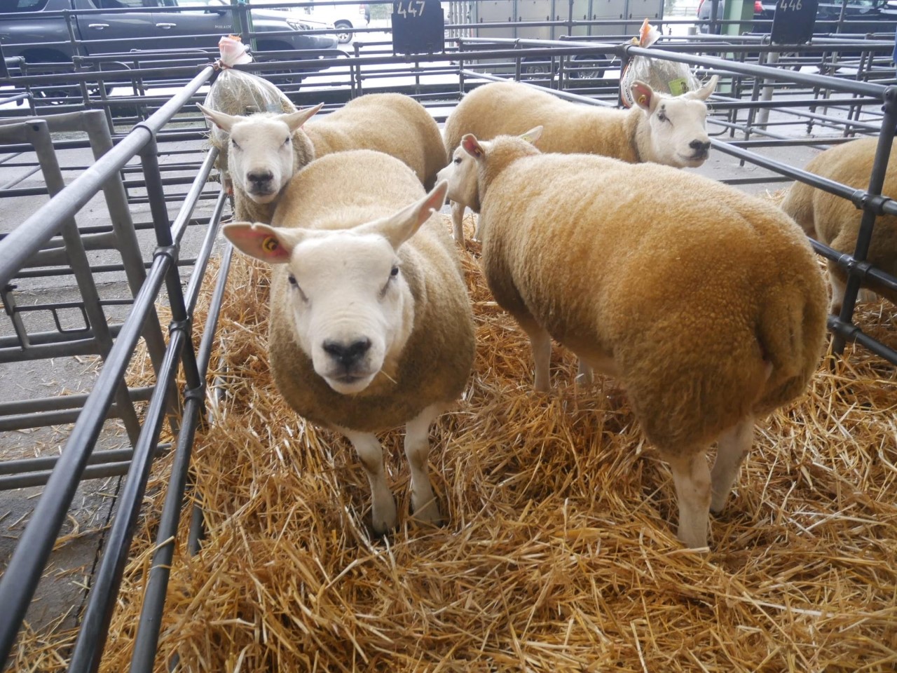 Image source: Blessington Mart