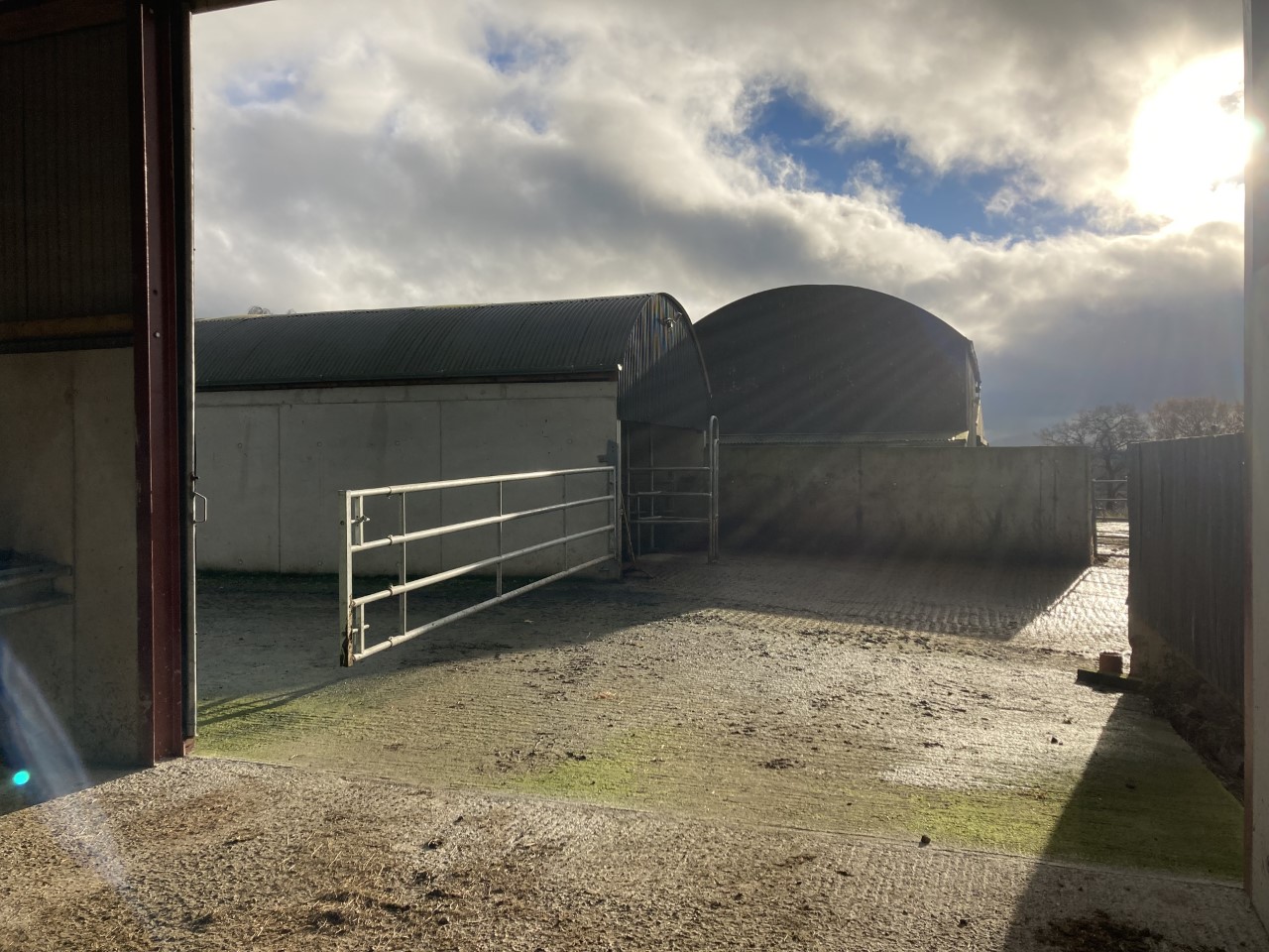 A bungee cord is tied from the gate to the sliding door so that Joe can walk the cows into the shed from the parlour my himself