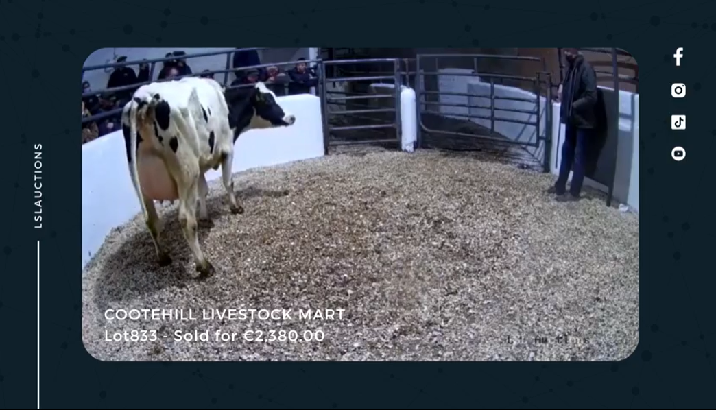 An online sale at Cootehill Livestock Mart. Image source: Cootehill Livestock Mart Facebook