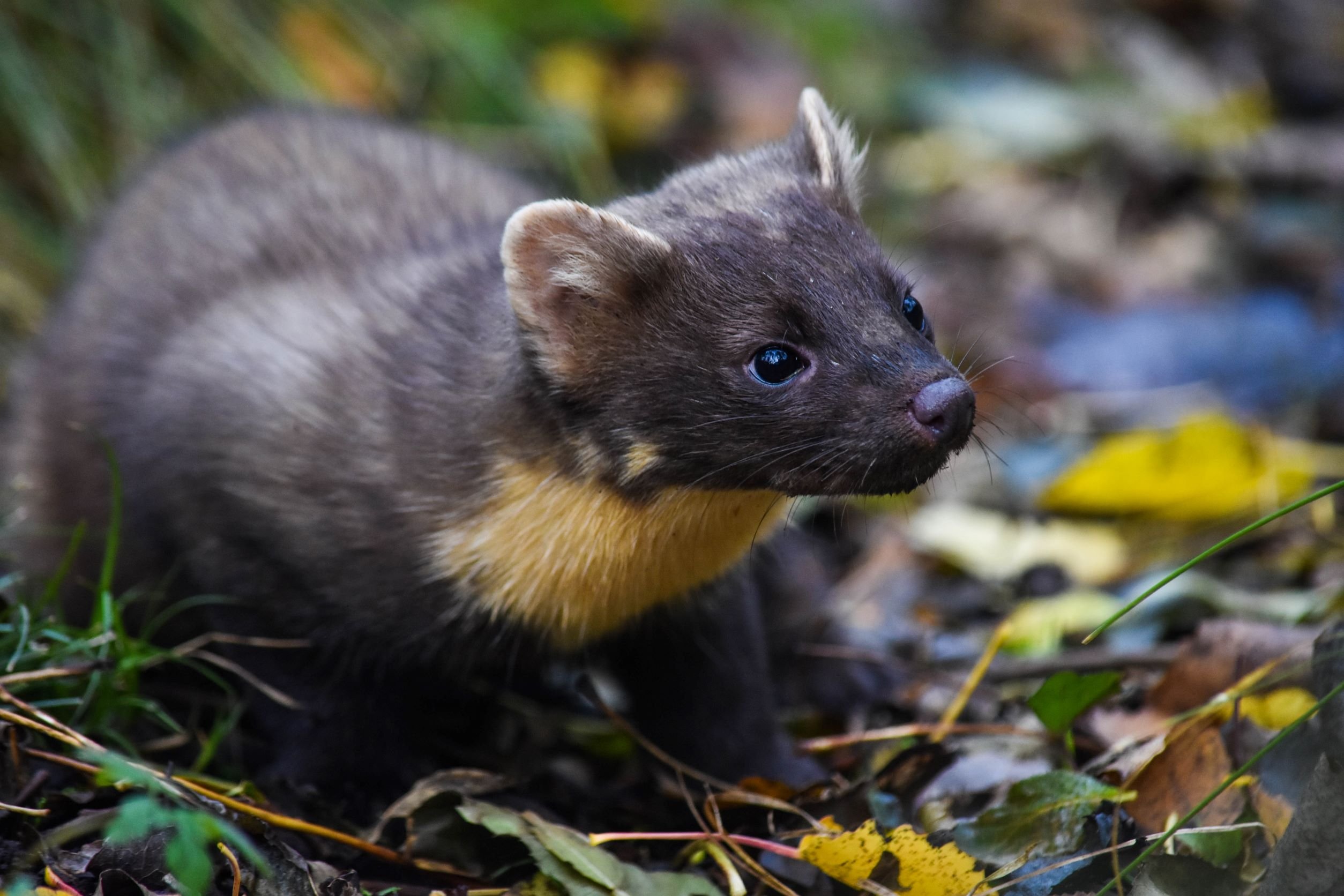 Pine Marten Picture: Queen's University Belfast