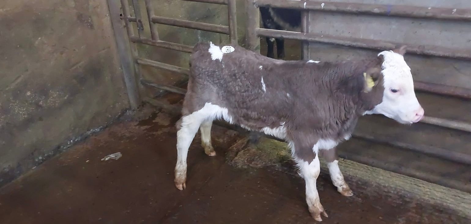 This SIX bull sold for €310Image source: Carrigallen Mart
