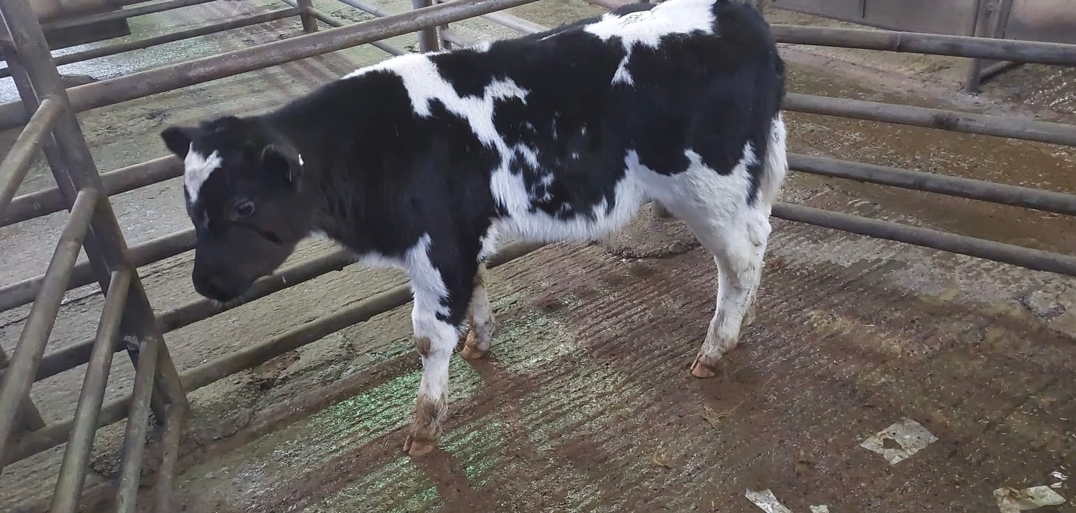 This BBX bull sold for €530Image source: Carrigallen Mart