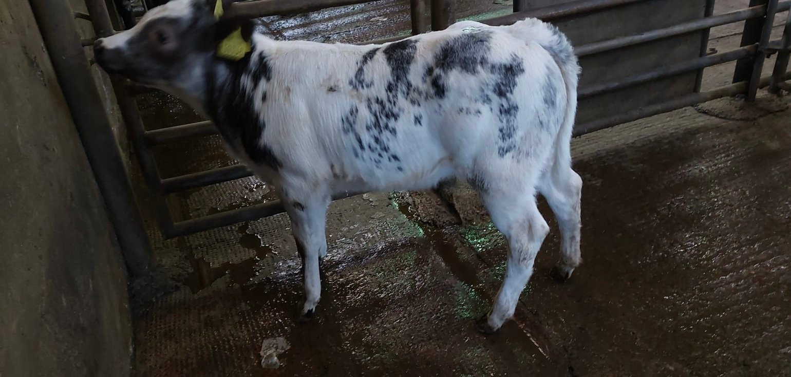 This BBX heifer sold for €690 Image source: Carrigallen Mart