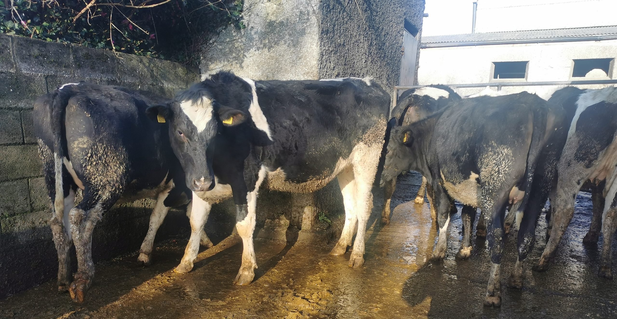 Lot 1: Ten high EBI in-calf heifers