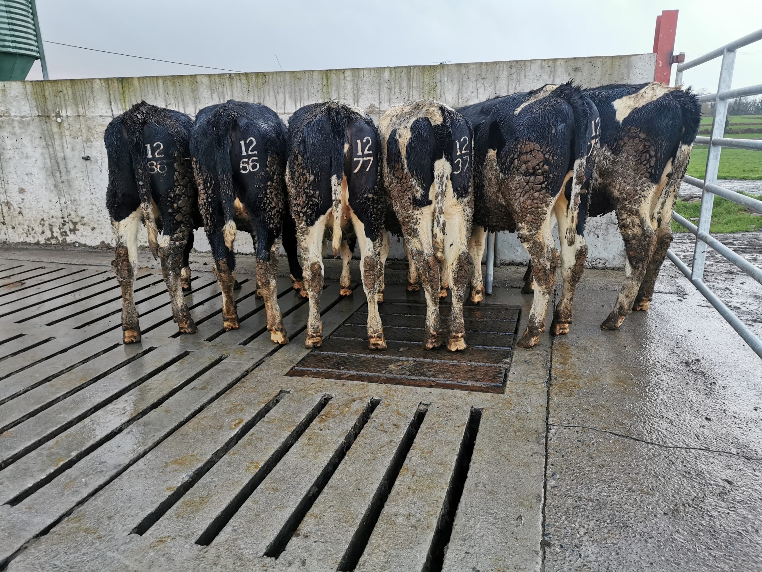 Lots 10A and 10B: 13 pedigree maiden heifers