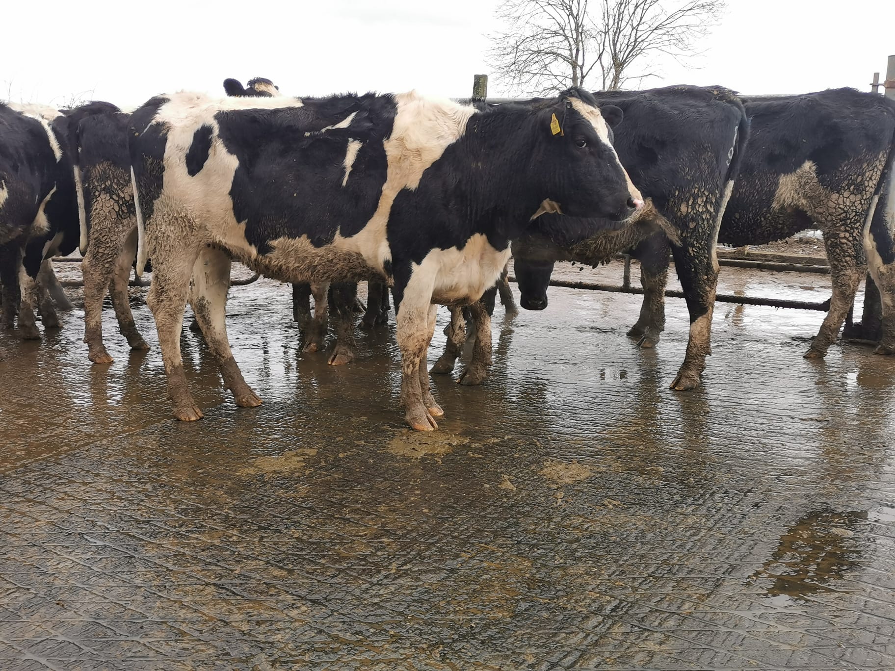 Lot 2B and 2C: 20 high EBI in-calf heifers