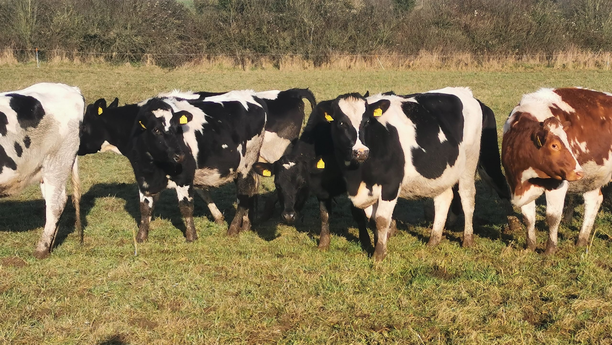Lot 3: Nine Friesian and crossbred in-calf heifer
