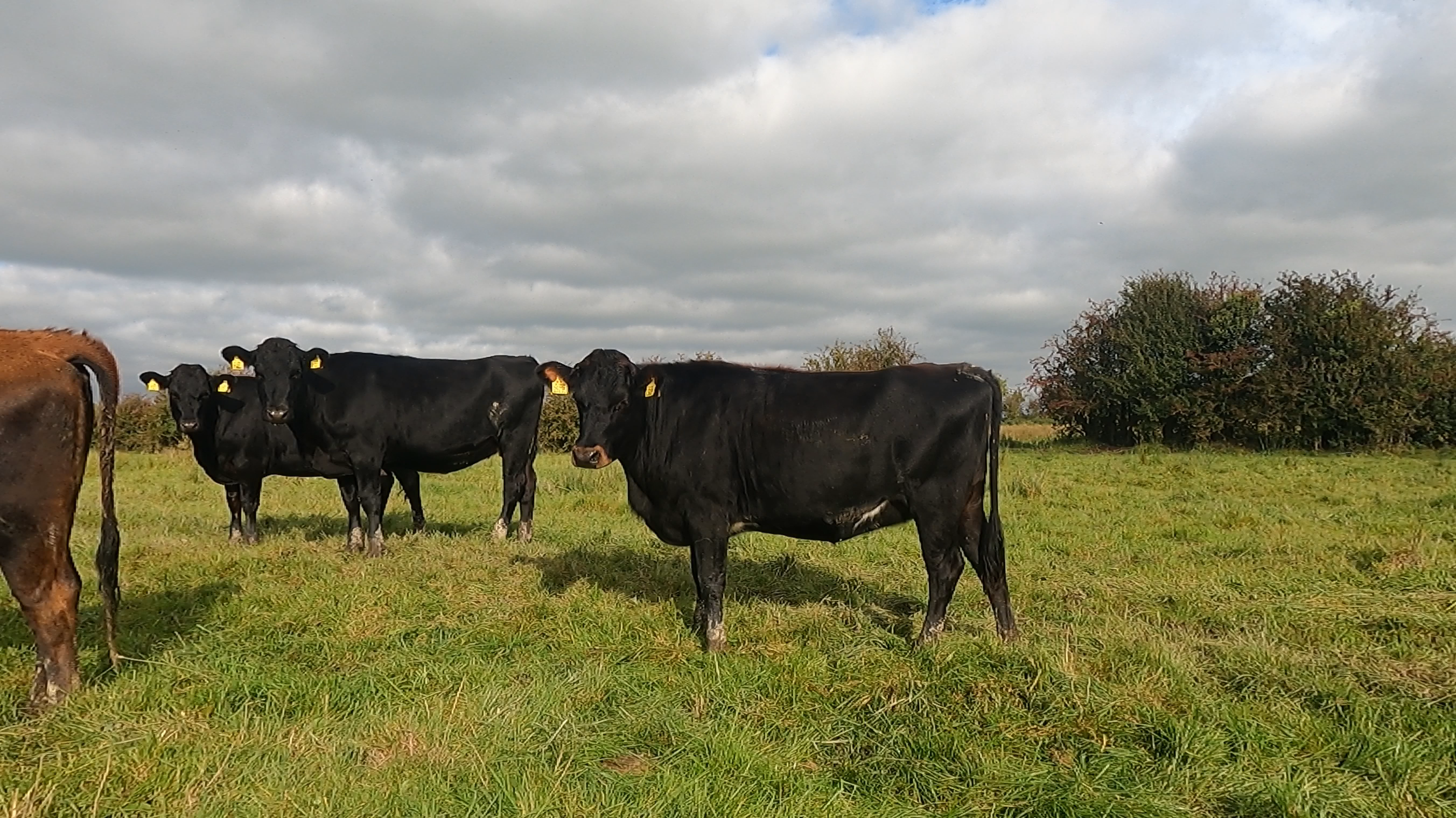 Lot 4A and 4B 17 crossbred heifers