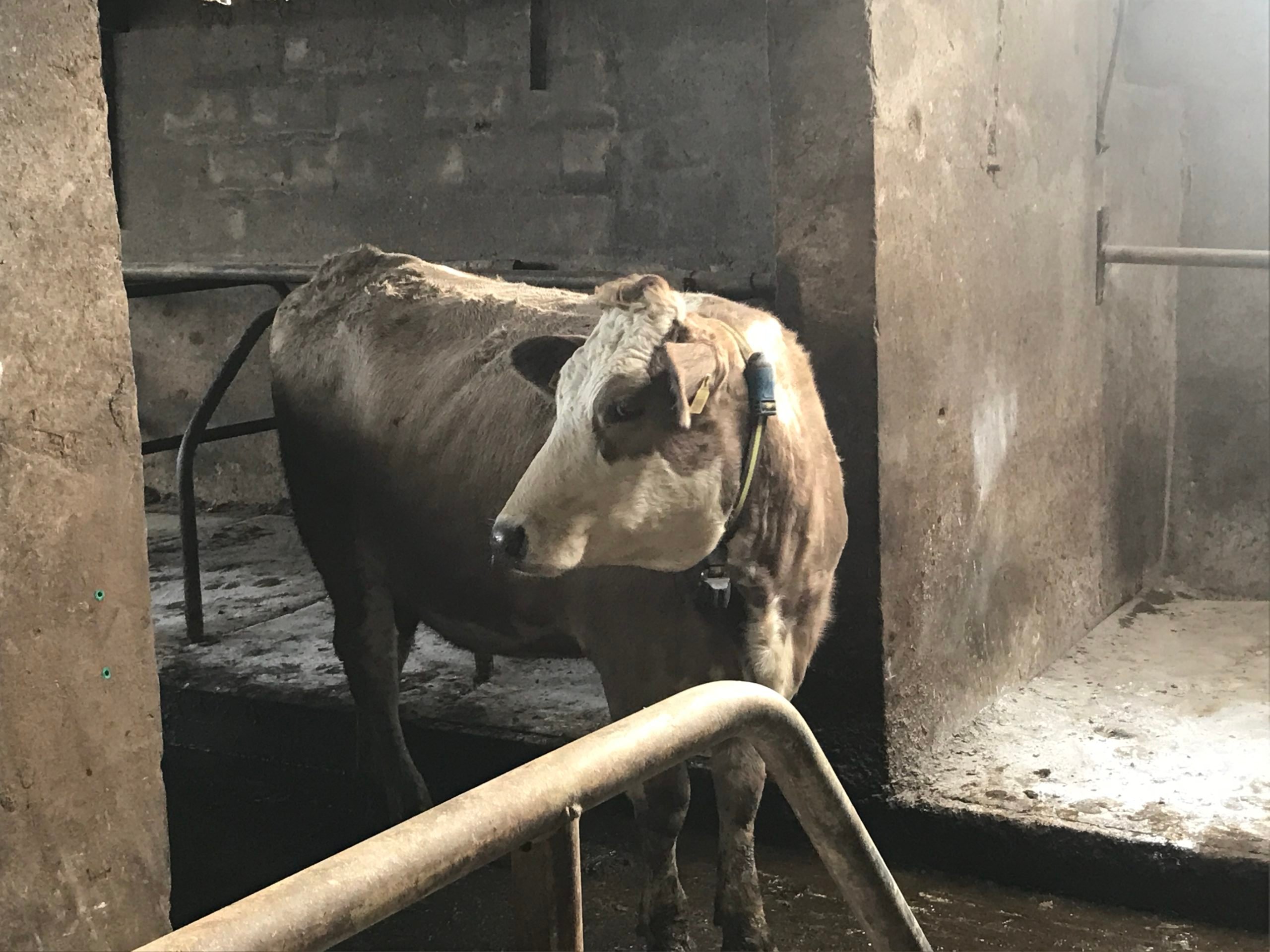 One of the Fleckvieh cross cows