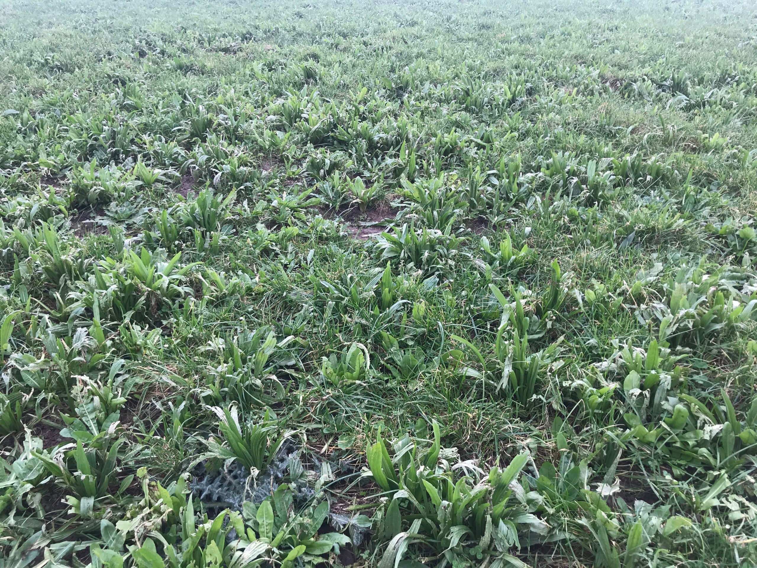 One of the multispecies swards on the farm