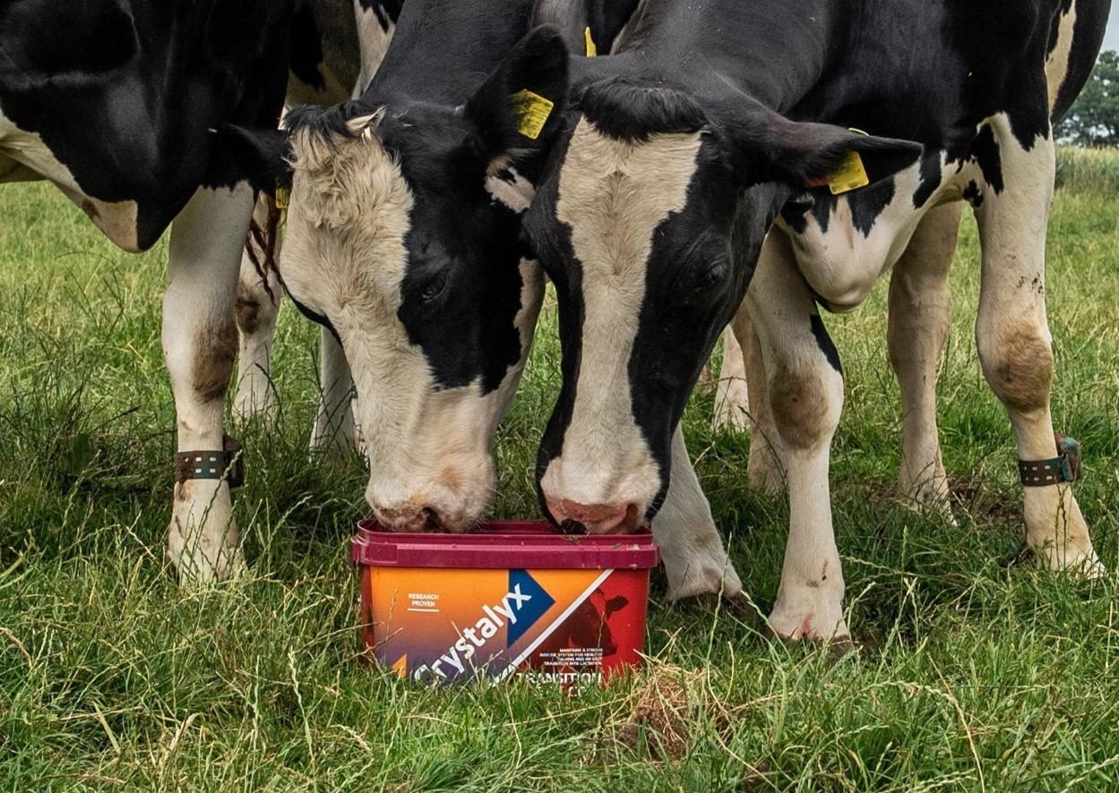 Crystalyx Transition Dry Cow (part of the new Crystalyx dairy range)