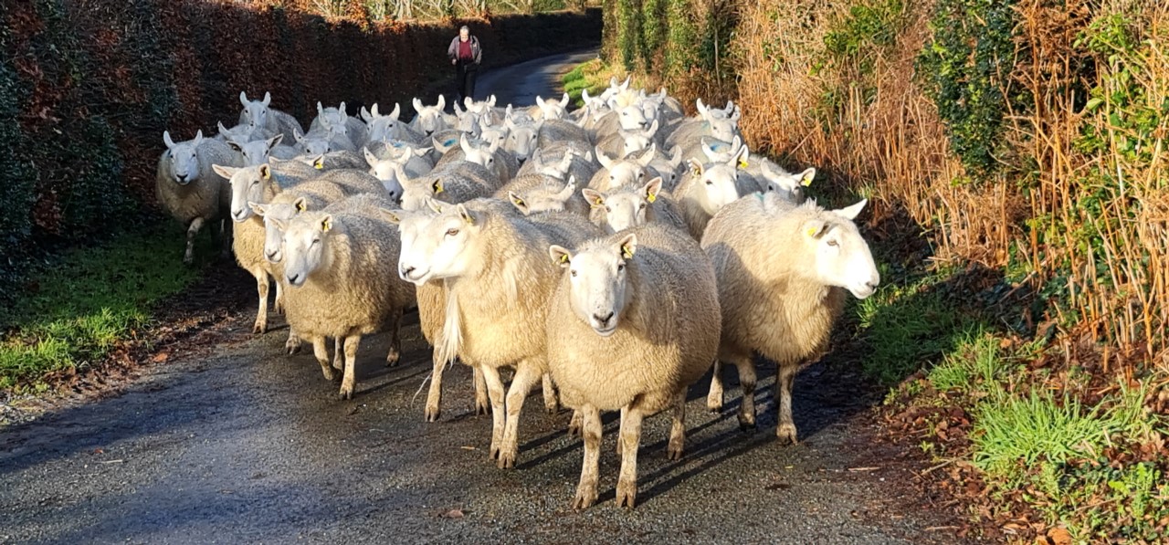 Ewes are scanned carrying 1.8 lambs on average