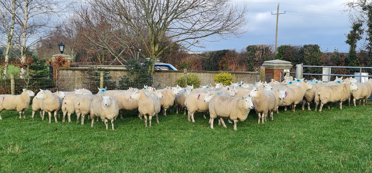 In-lamb Wicklow Cheviot ewes for sale this coming Tuesday at Tullow Mart