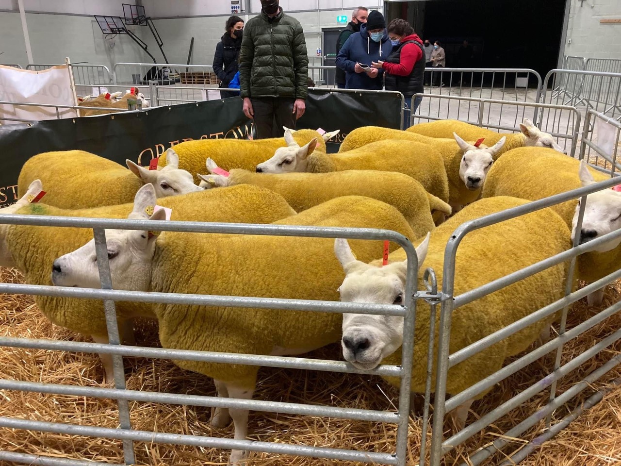 Oberstown Texels
