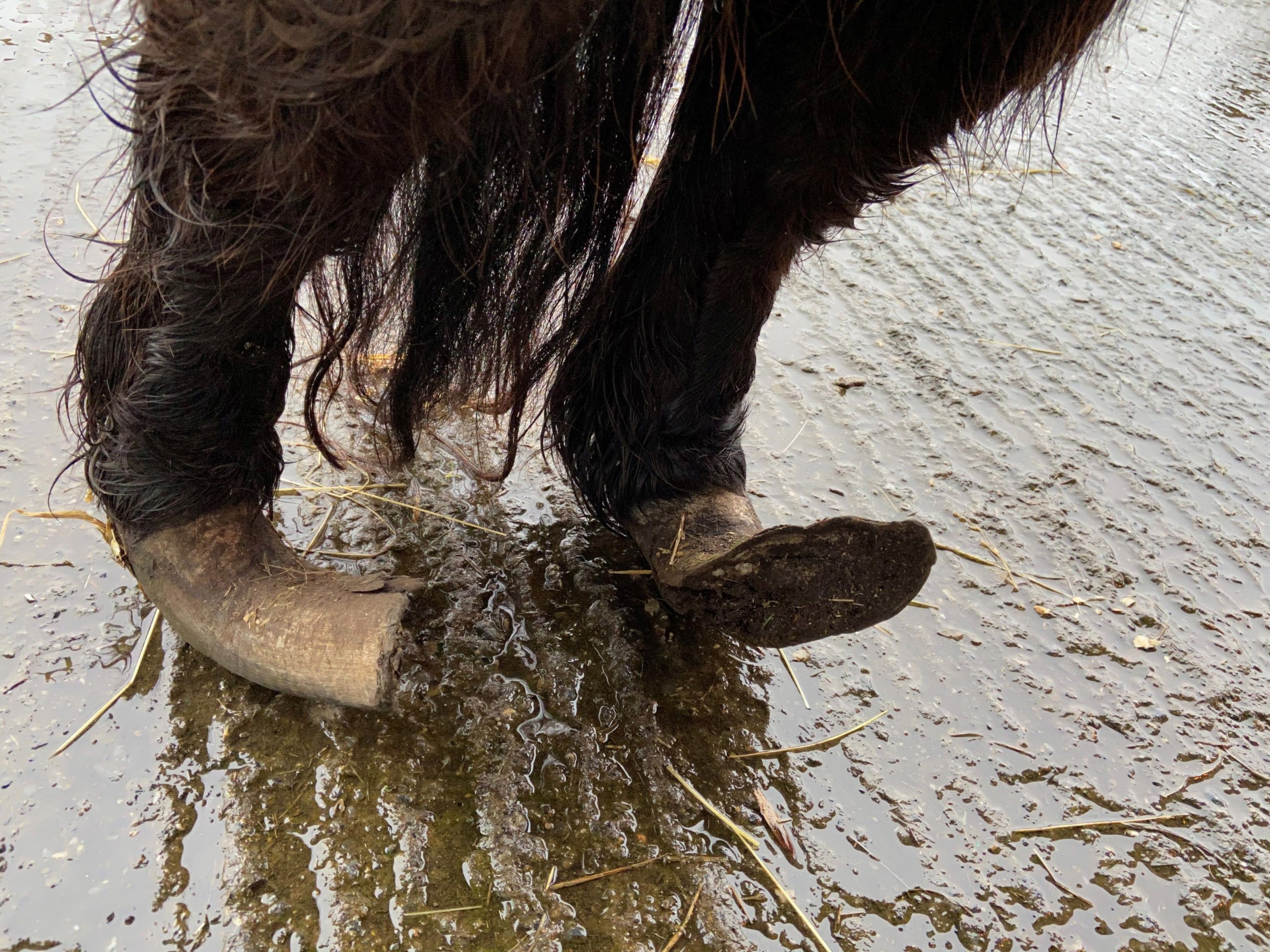 Image Source: ISPCA
