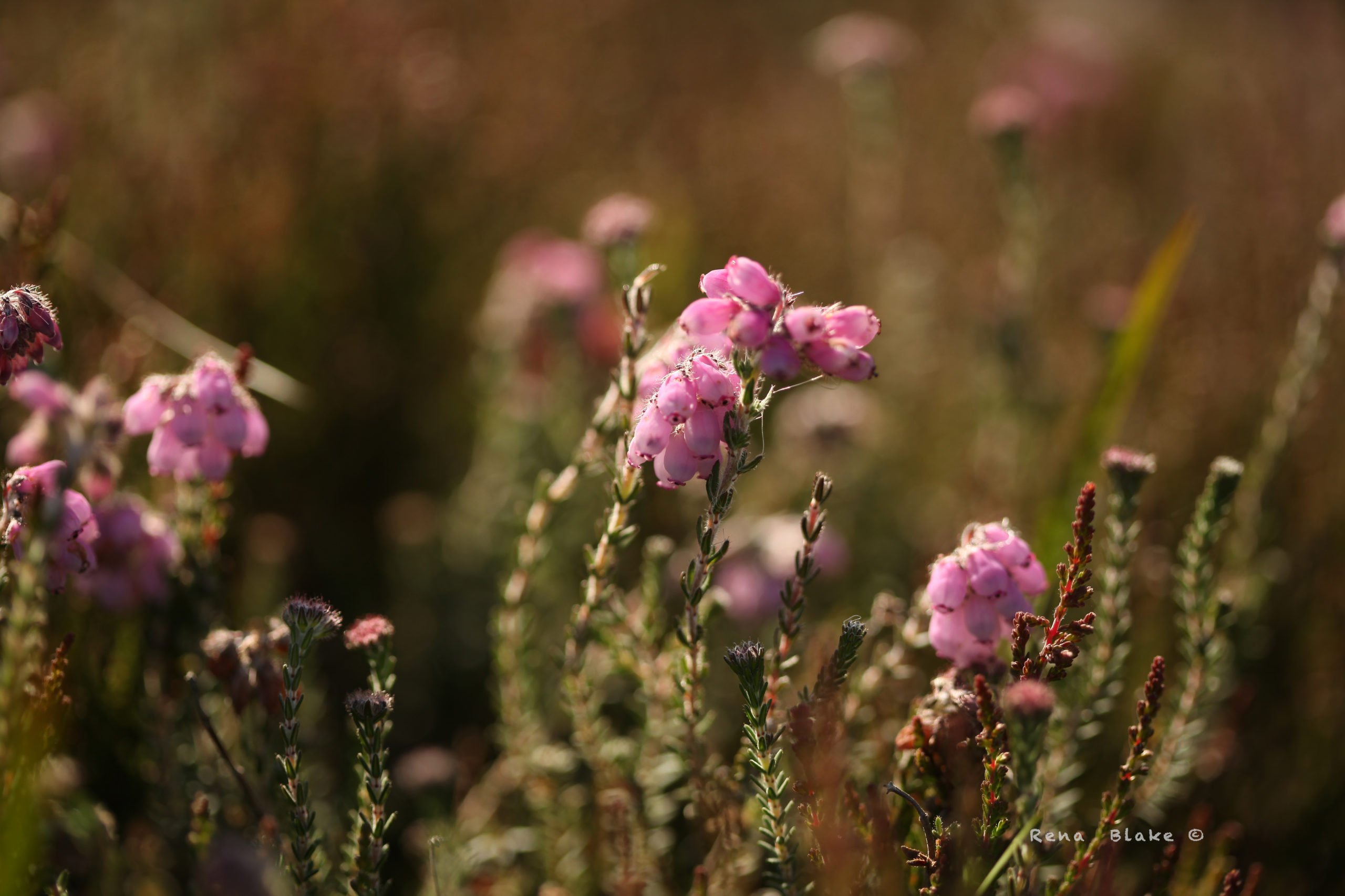 Cross leaved heath. Image Source: Rena Blake
