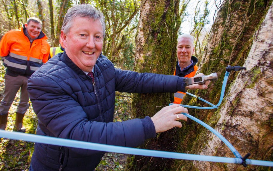 Independent TD, Sean Canney harvestering birchwater in 2019