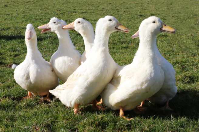 Image: Silver Hill Duck