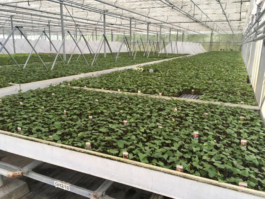 Image Source: FitzGerald Nurseries