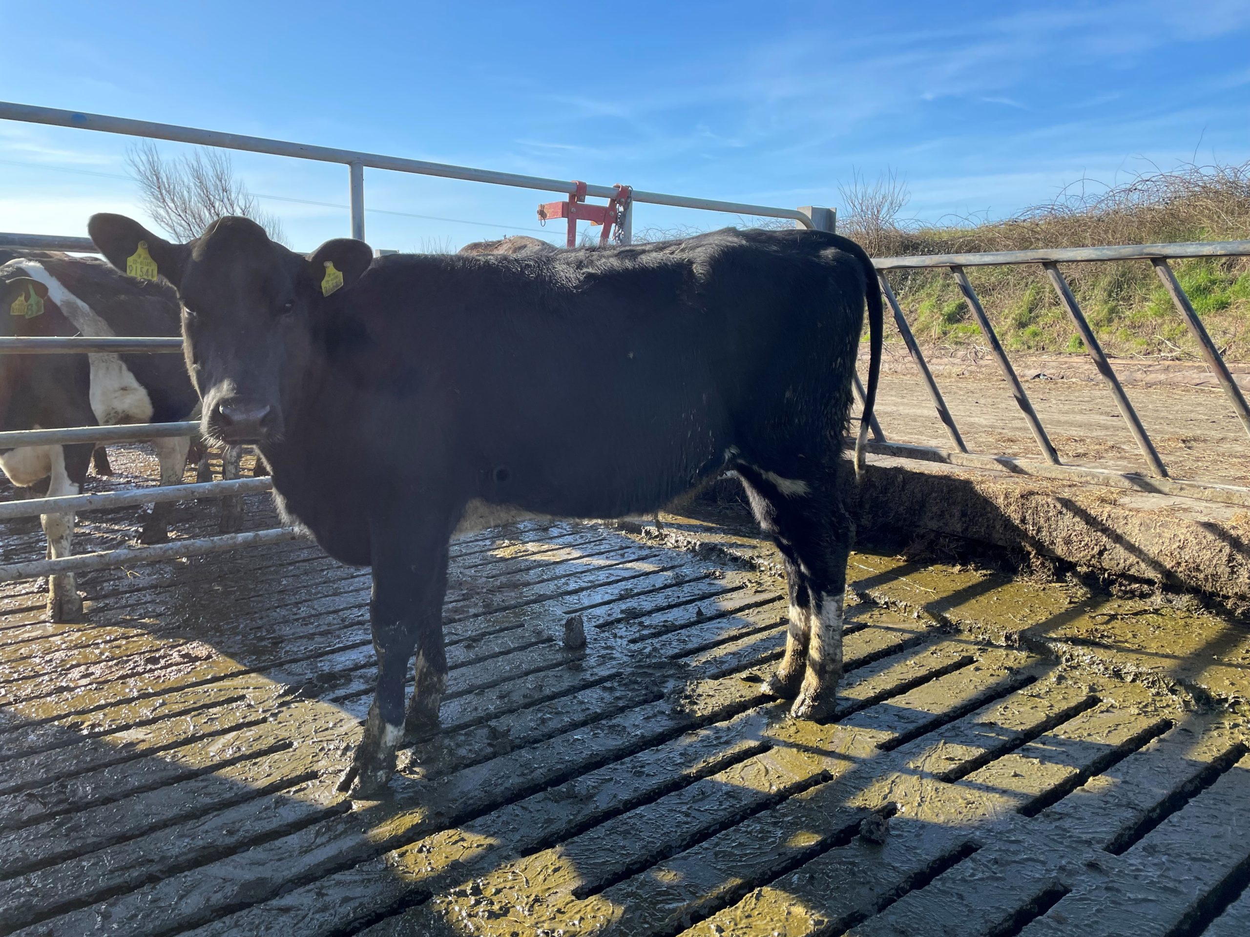 Lot 109 with an EBI of €318, sold for 2,850gns