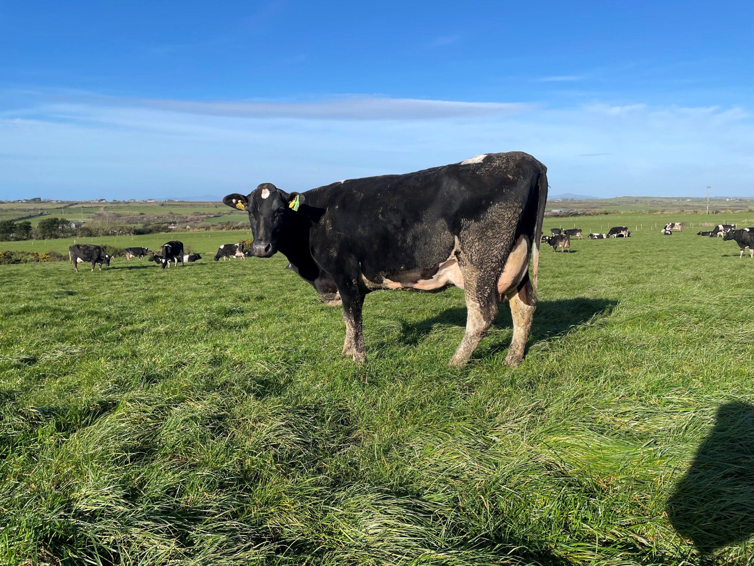 Lot 16: A third lactation cow with an EBI of €269, sold for 3,700gns