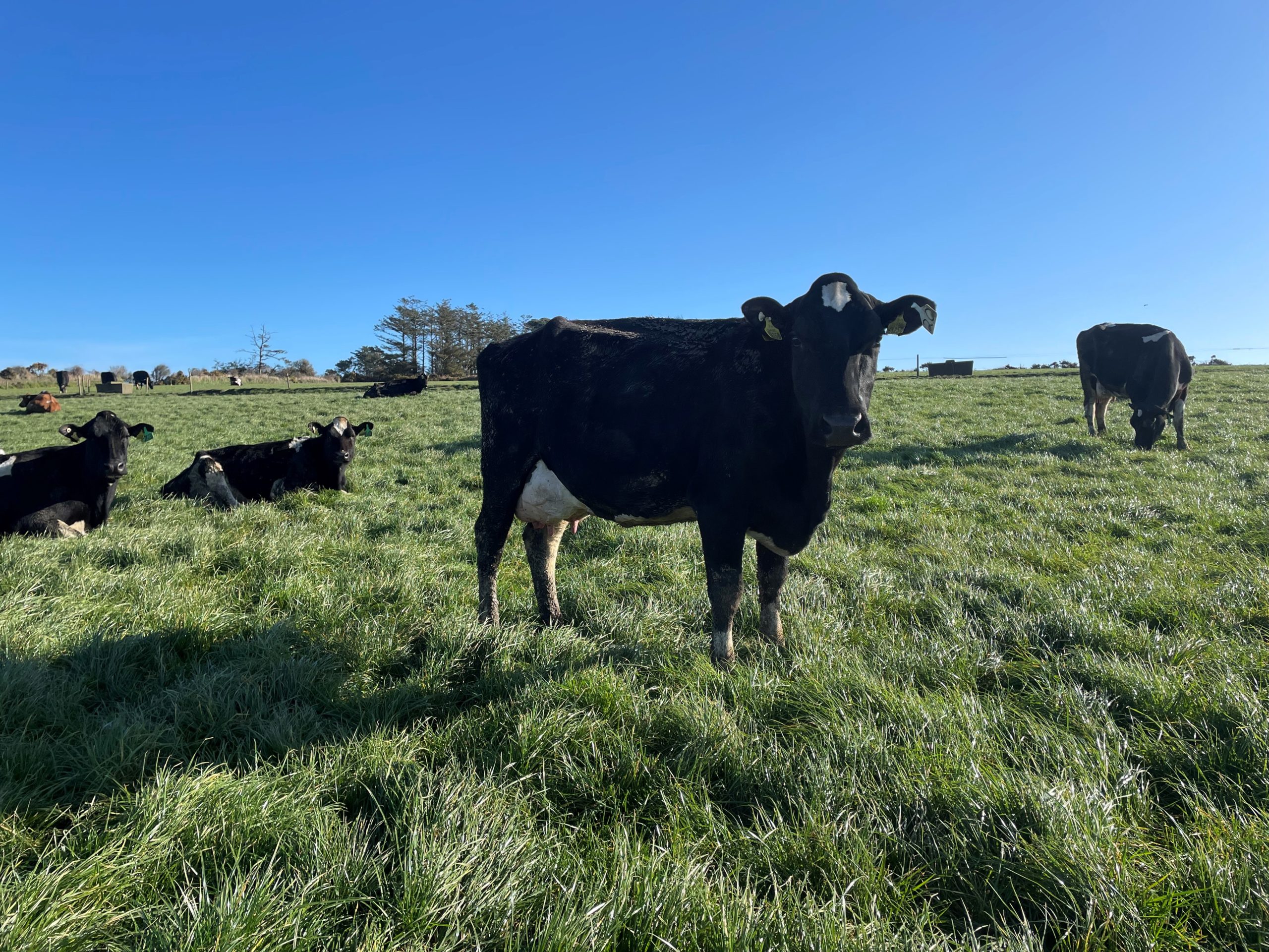 Lot 20: A third lactation cow with an EBI of €221, sold for 3,500gns.Her heifer calf Lot:20a sold for 1,600gns