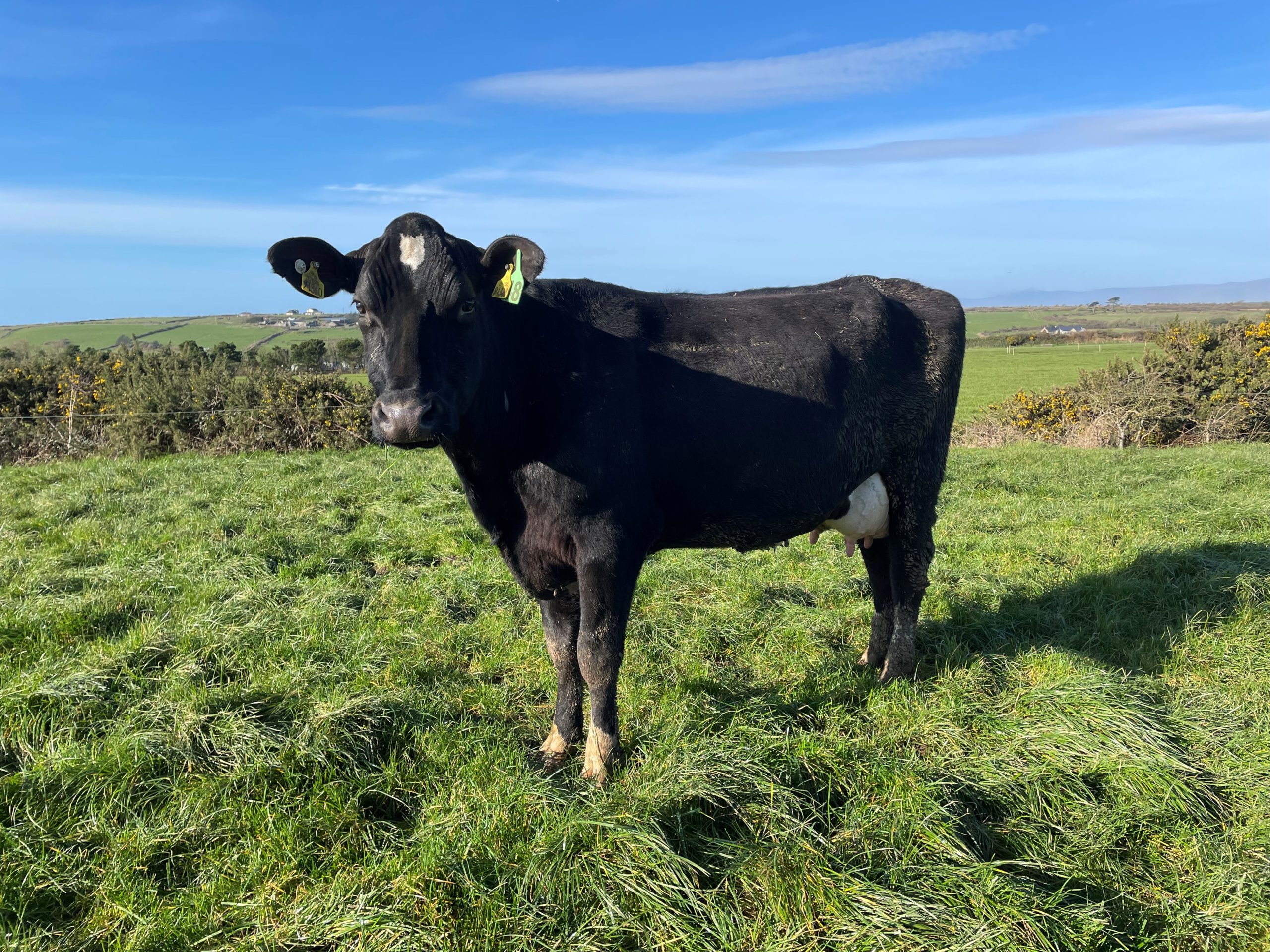Lot 48: A third lactation cow with an EBI of €215, sold for 3,650gns.Her heifer calf, Lot:48a sold for 1,000gns