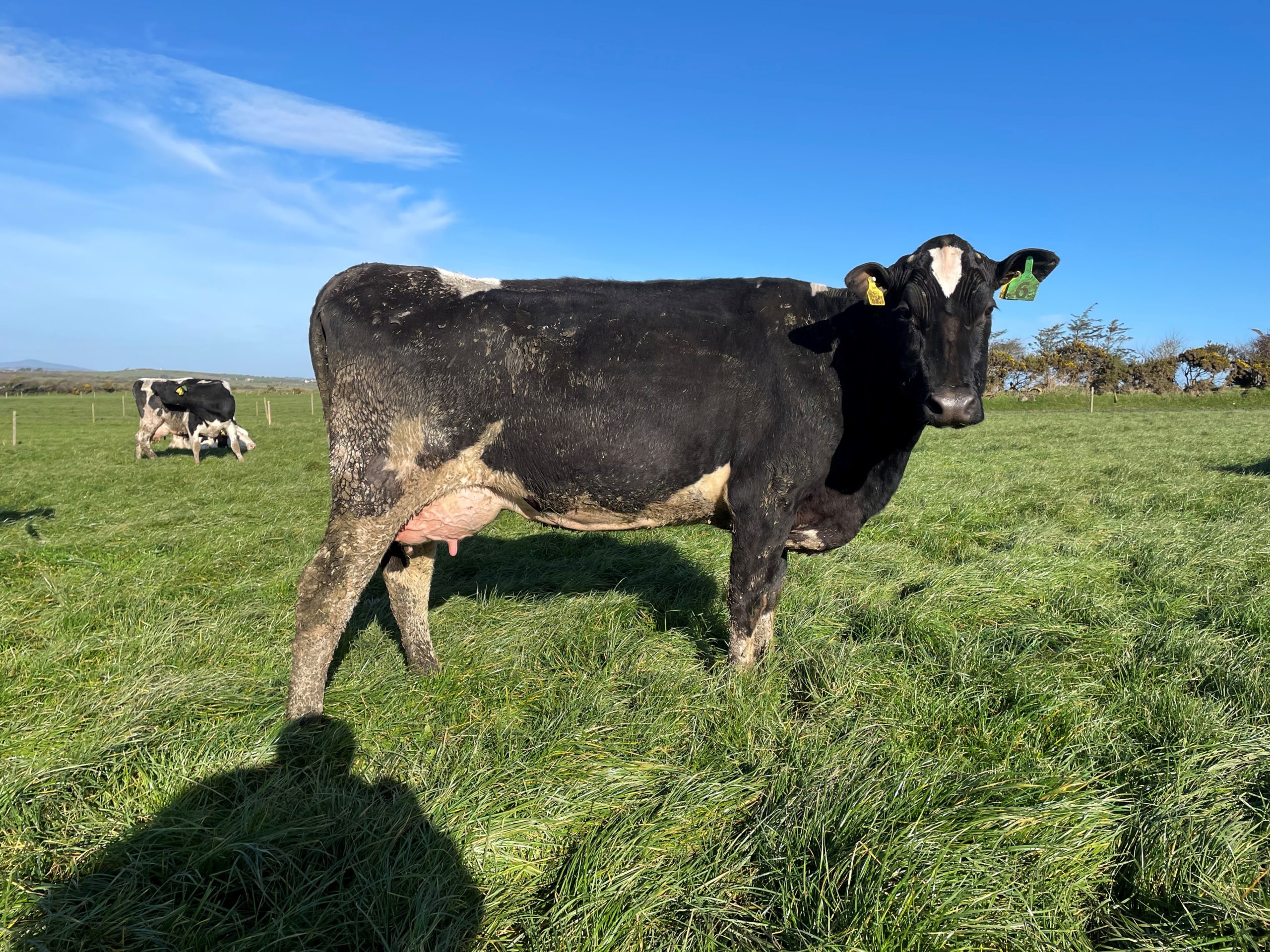 Lot 6: A second lactation cow with an EBI of €248, sold for 3,750gns