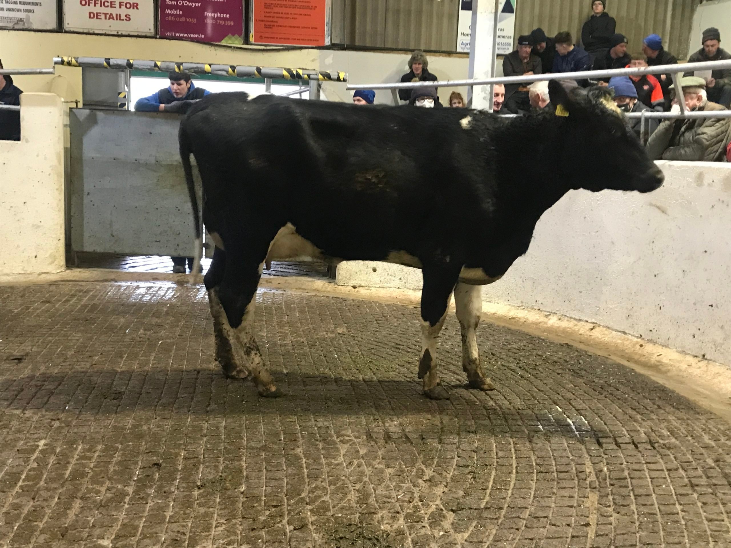 Lot 21: Ashberry Audrey 2089, with an EBI of €277Sold for €2,400
