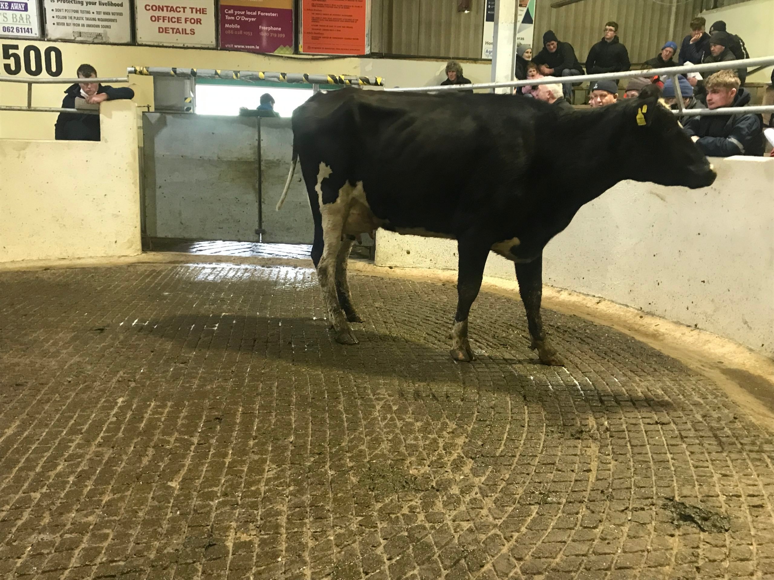 Lot 36: Ashberry Sew Ivy 2028, with an EBI of €234Sold for €2,360