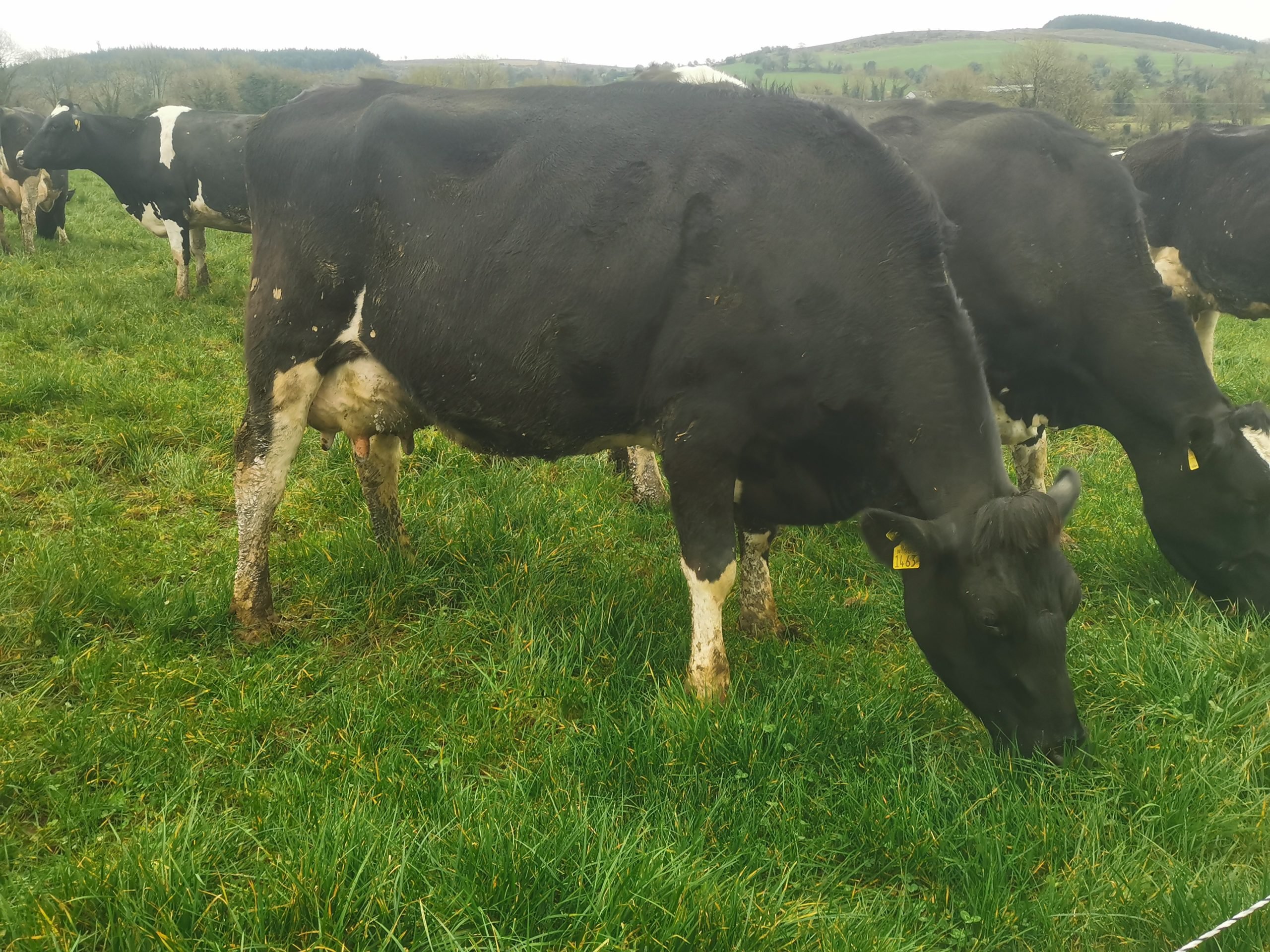 Image source: Cashel Mart