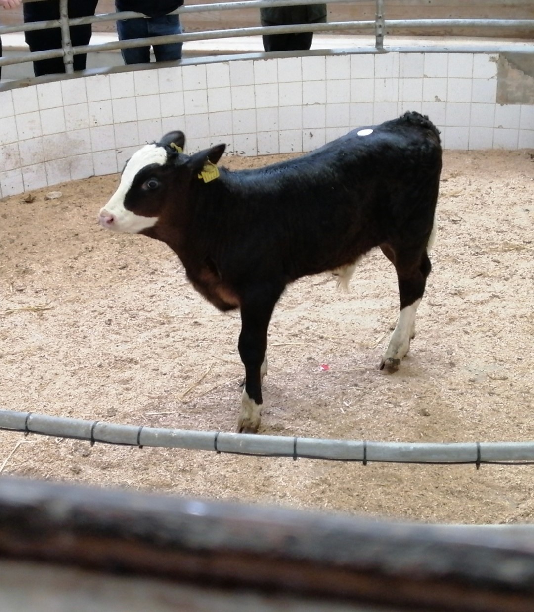 This four week old MOX bull made €395