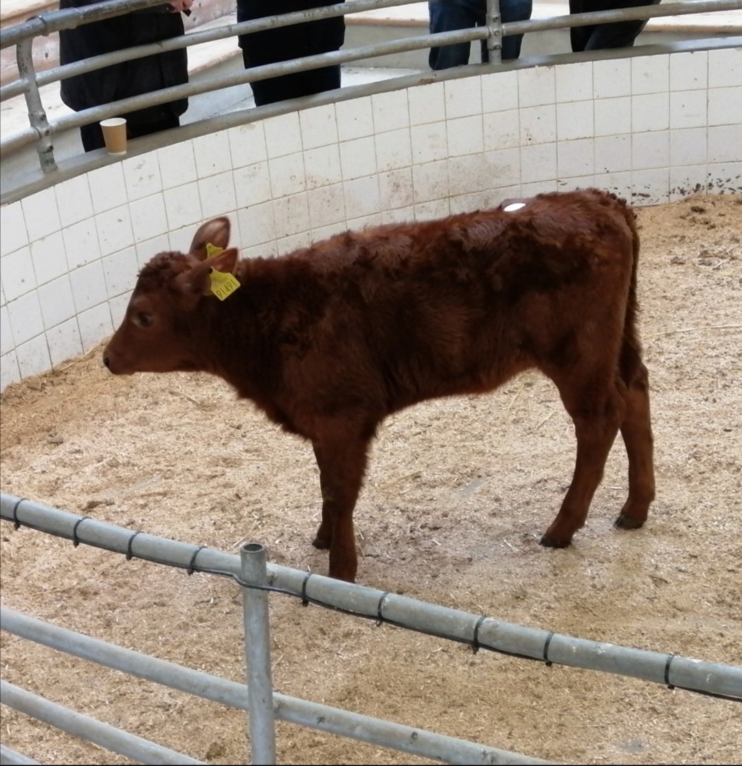 This four week old LMX bull made €435