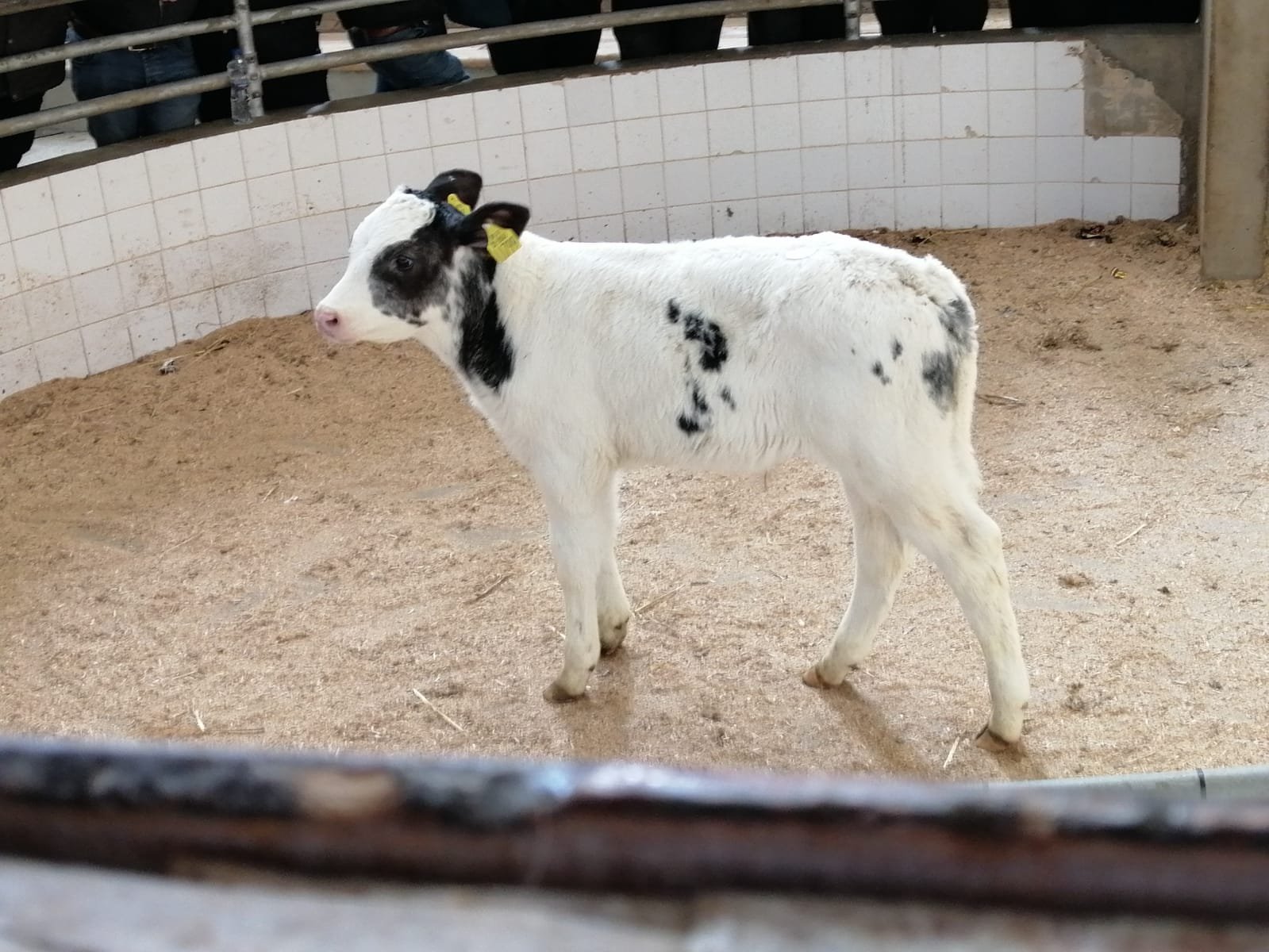This Belgian Blue-cross bull made €390