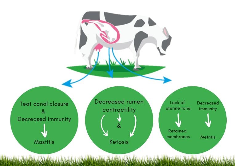 Figure 1: Potential health consequences of milk fever