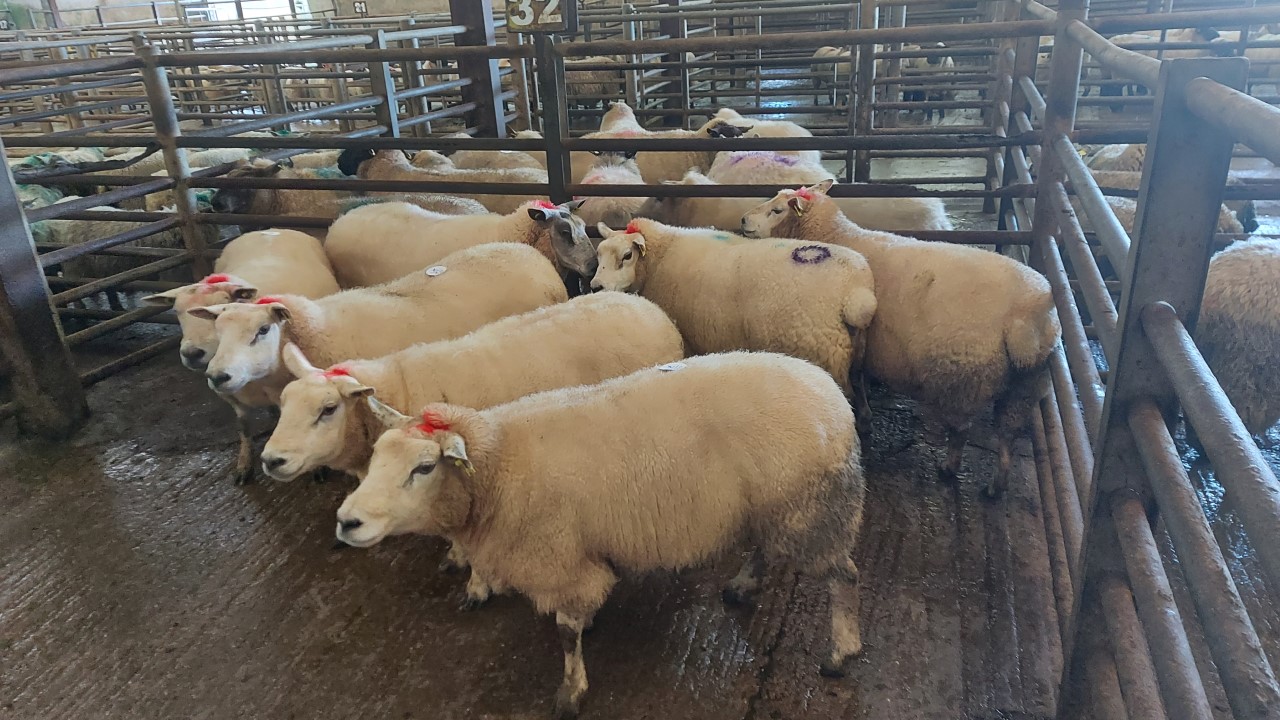 These seven culls at 87kg sold for €176/head