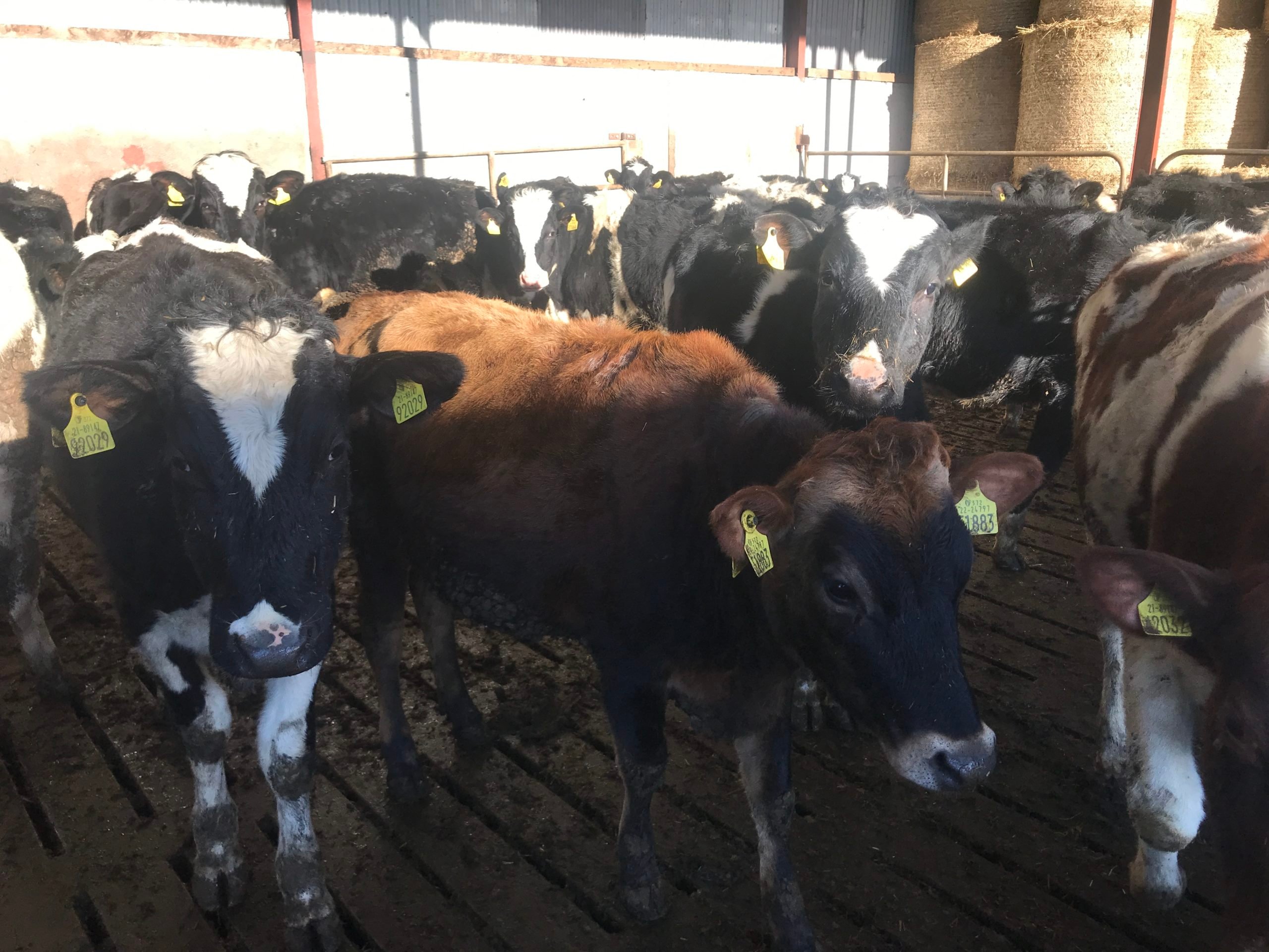 The sole Jersey heifer