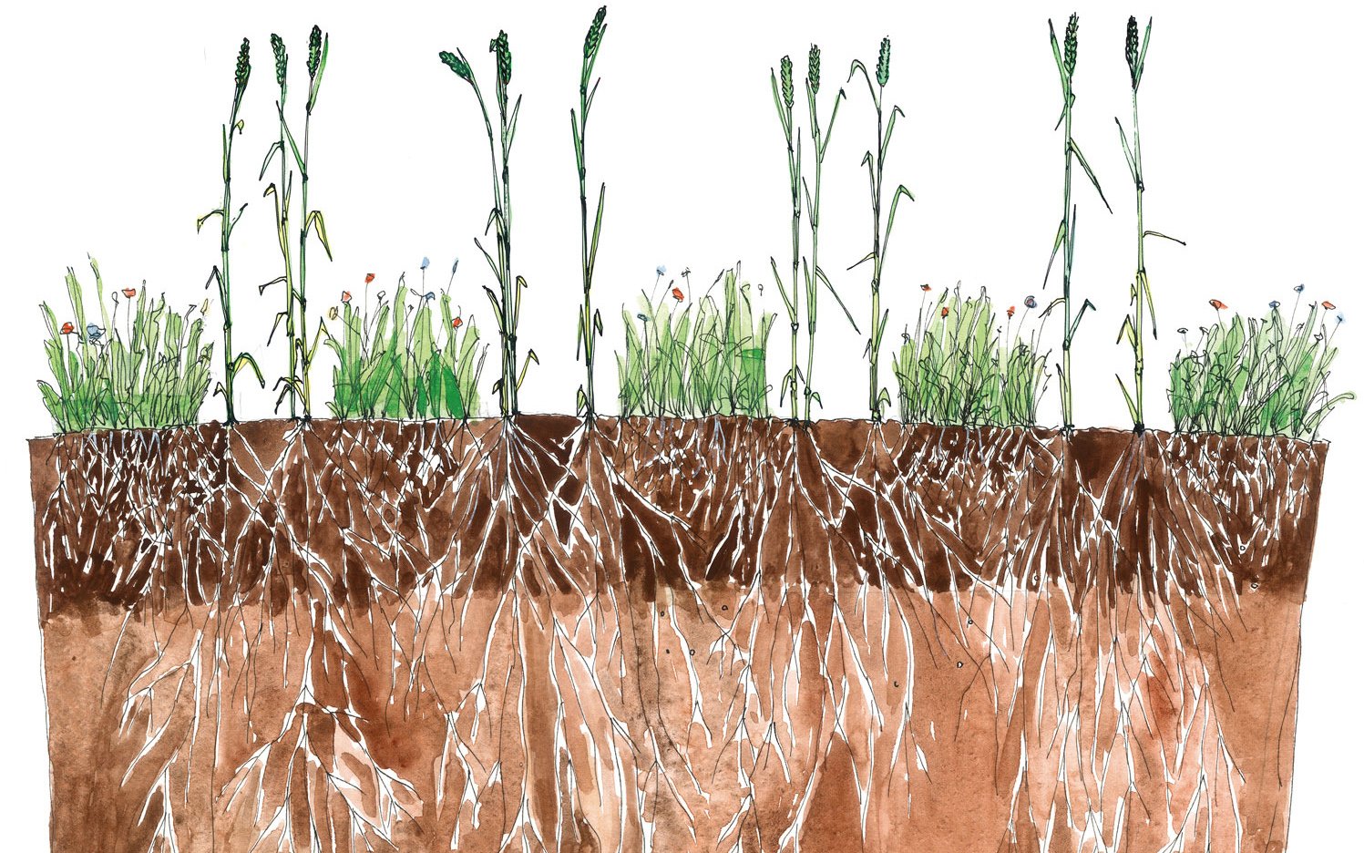 The companion crop is an essential part of what Amazone sees as a new tillage farming method