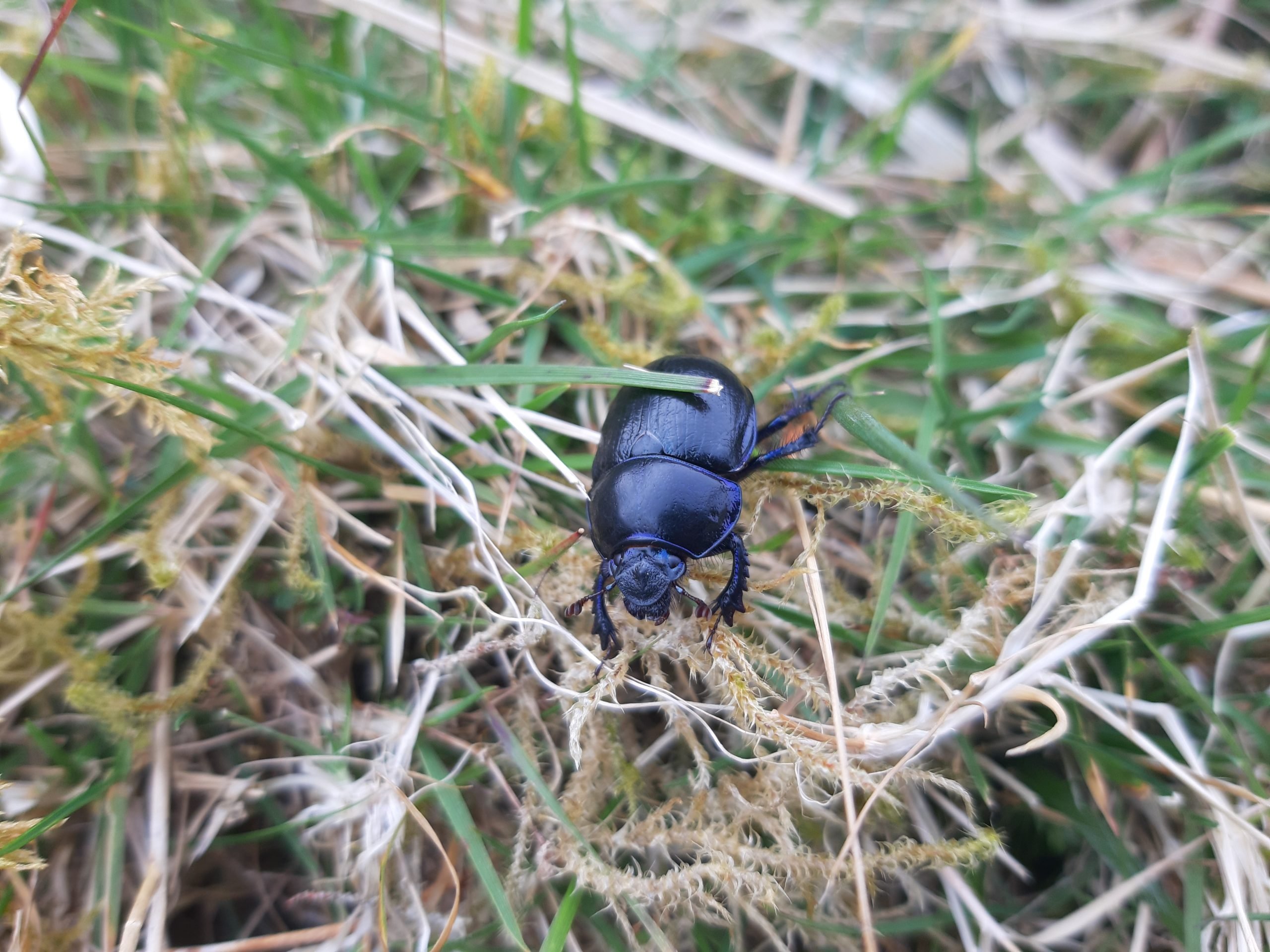 Dung beetle