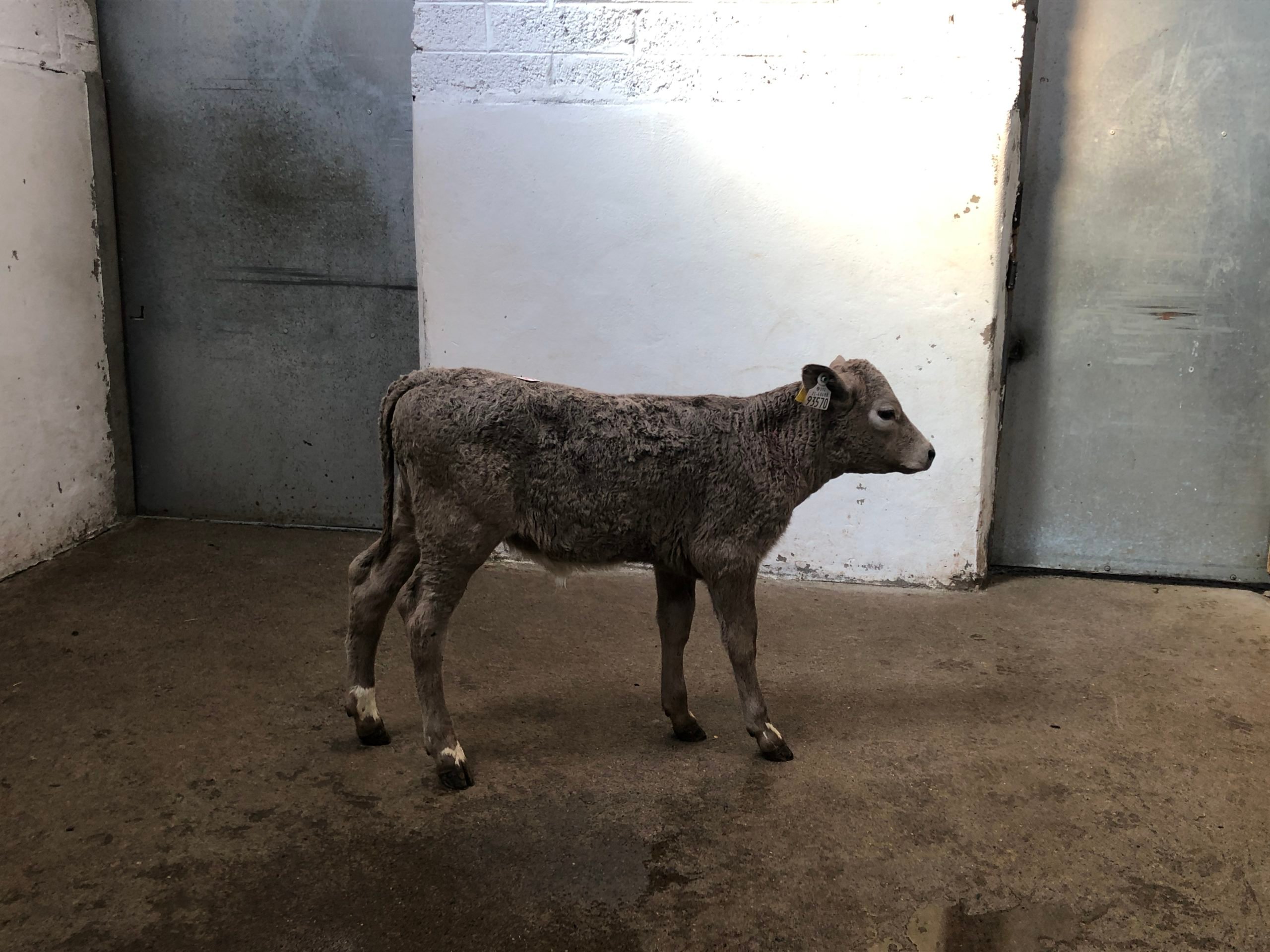 This February-born Charolais-cross heifer sold for €300
